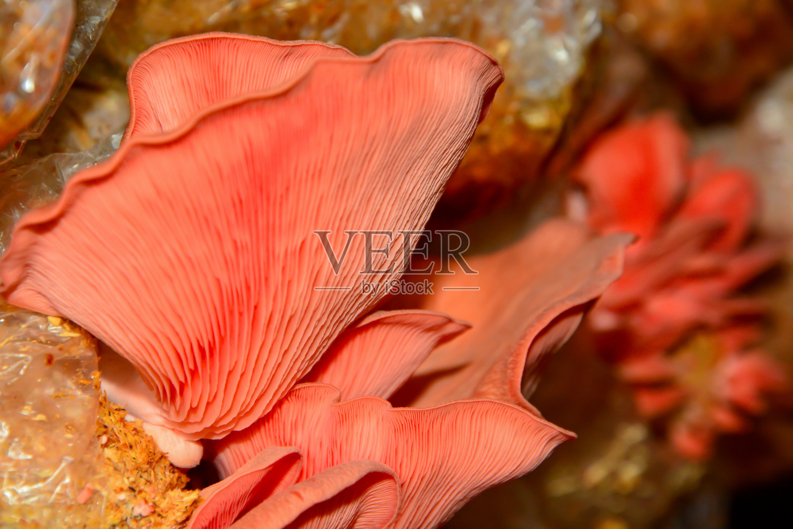 木屑中生长的粉红色平菇照片摄影图片