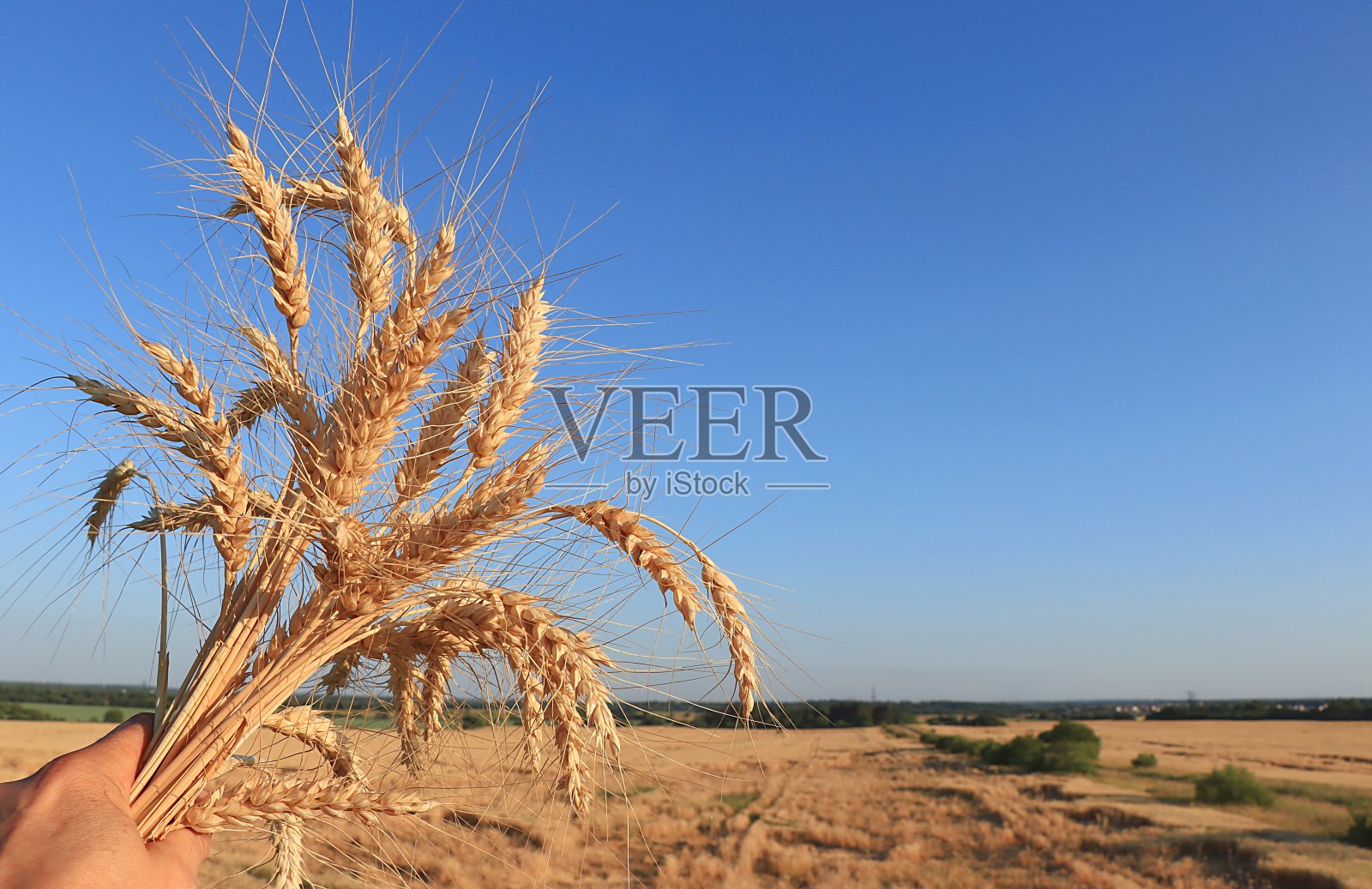 成熟的小麦和黑麦穗在农民手中，背景是蓝色的天空。理念丰收，选择性聚焦，田园风光。照片摄影图片