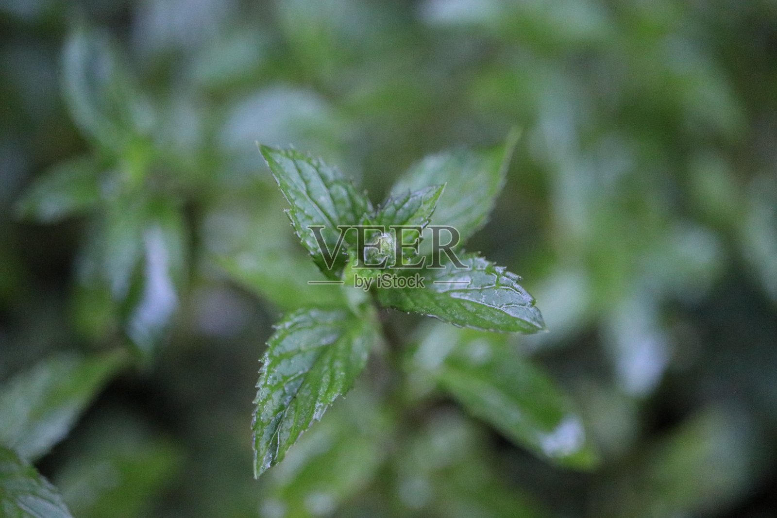 雨后新鲜薄荷照片摄影图片