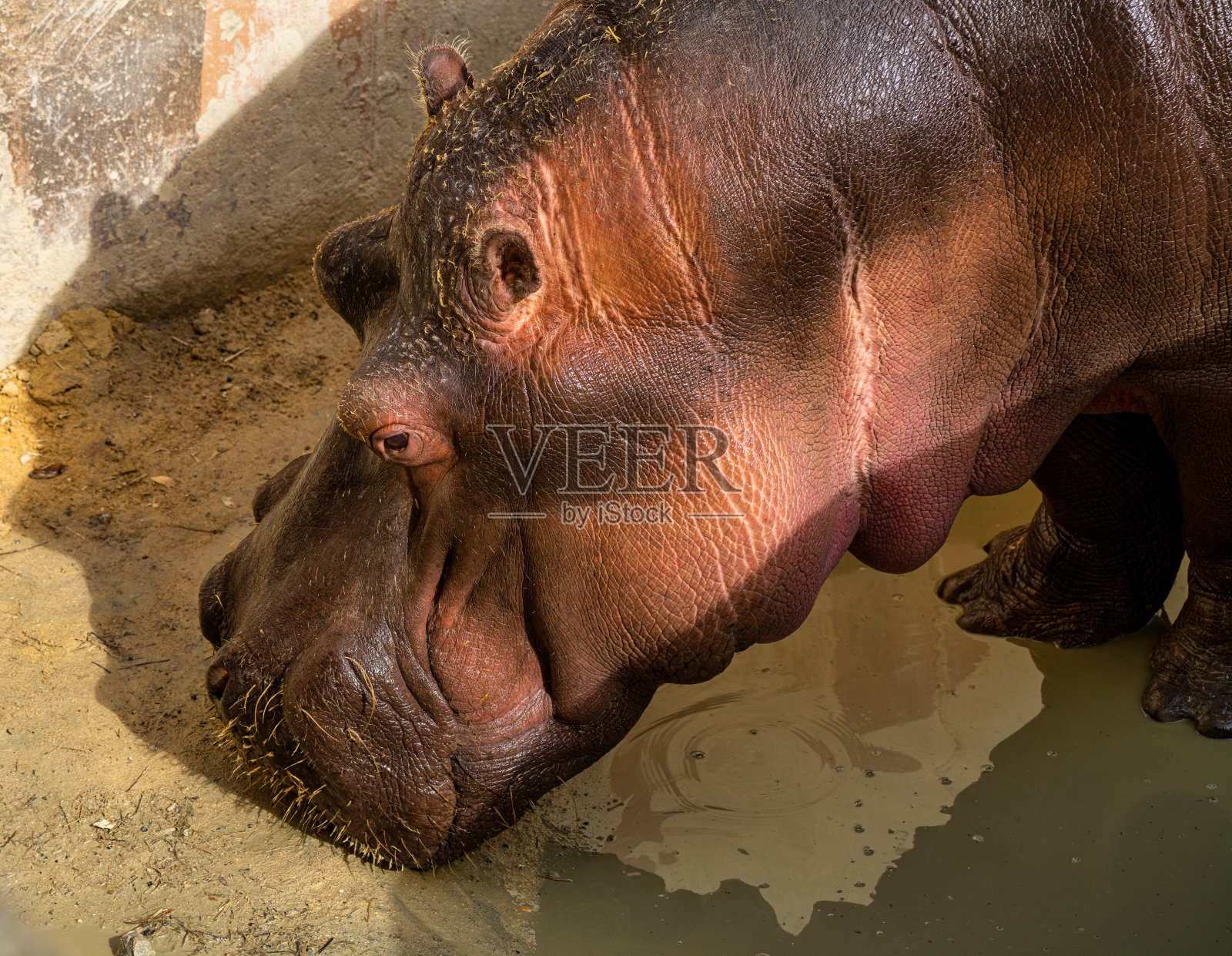 河马，河马照片摄影图片