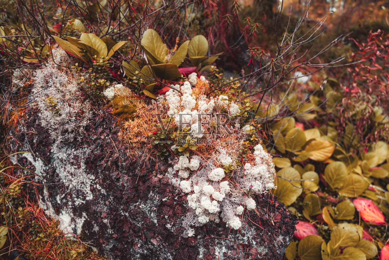 长满植物的障碍照片摄影图片