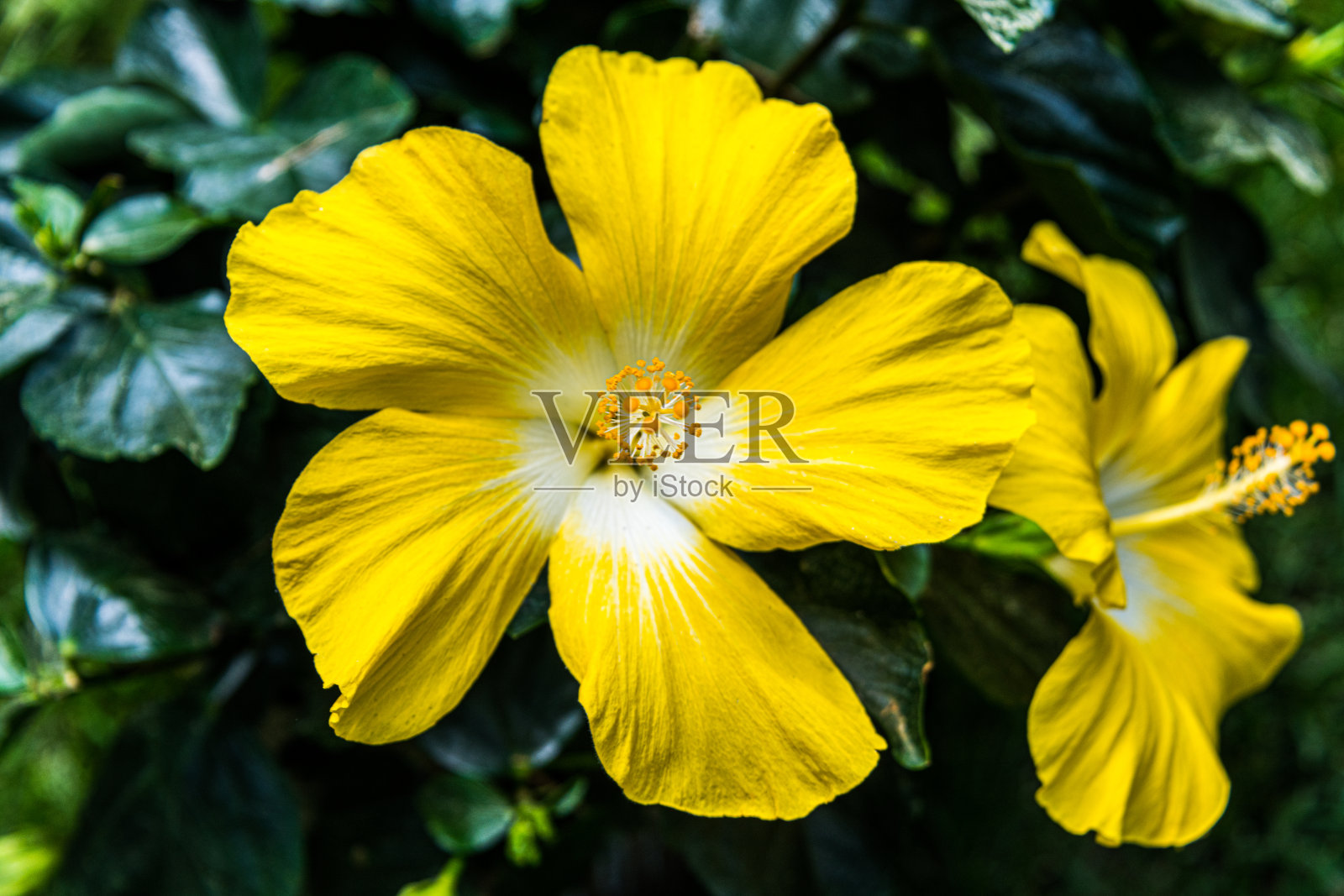 花园里的一株黄色的芙蓉花照片摄影图片