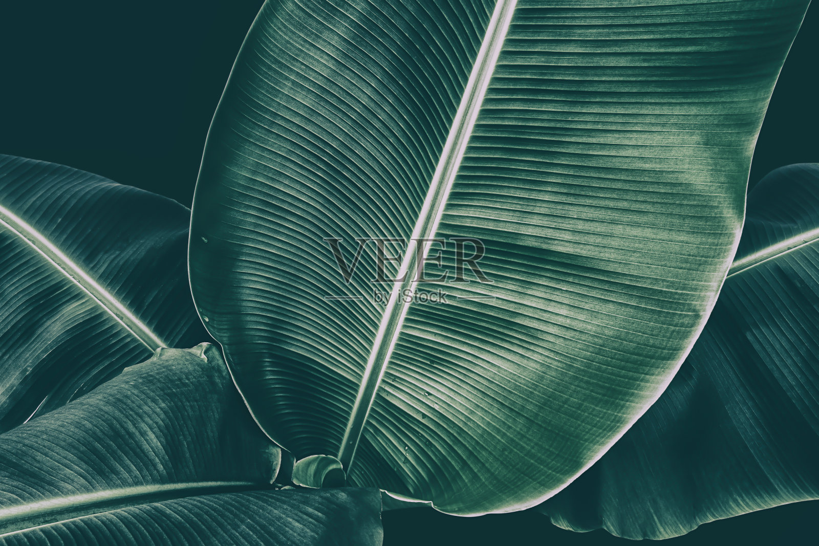 香蕉叶，黑暗的自然背景照片摄影图片