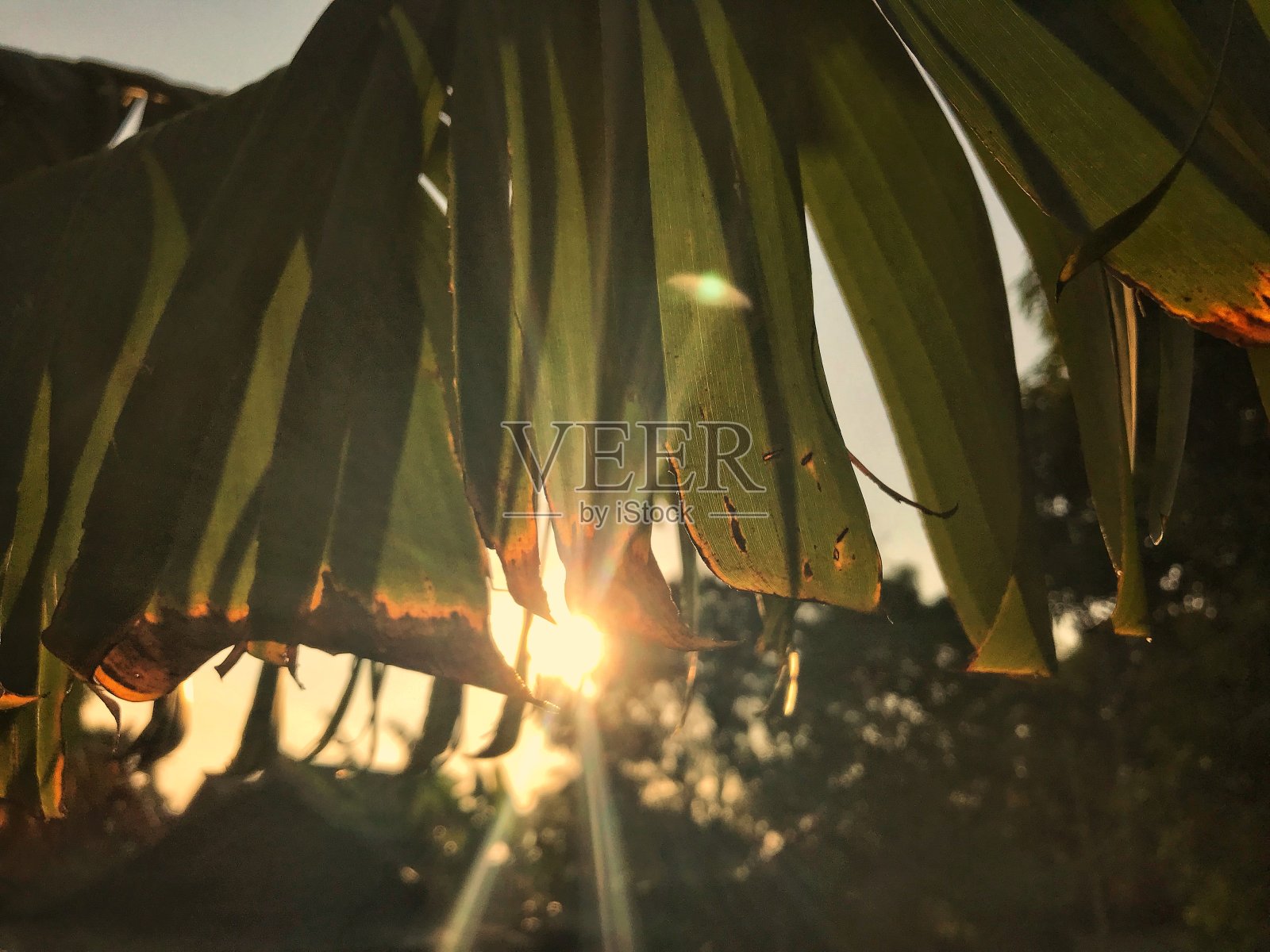 香蕉叶子照片摄影图片