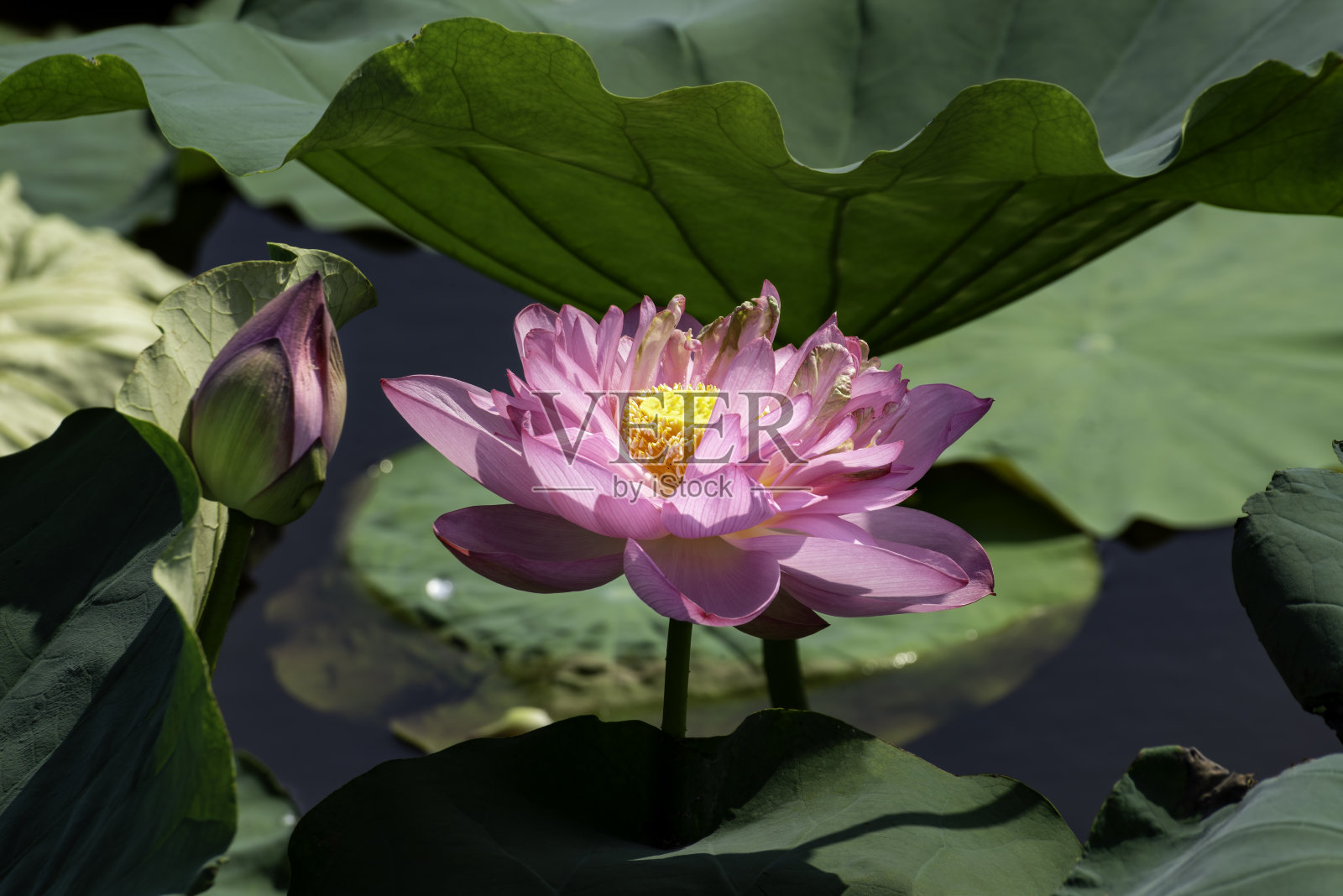 越南河内西湖上盛开着美丽的粉红色荷花照片摄影图片