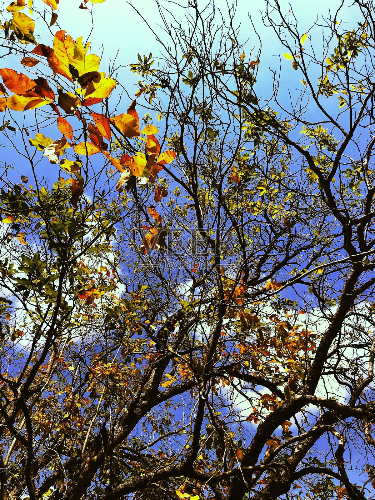 天空的树照片摄影图片