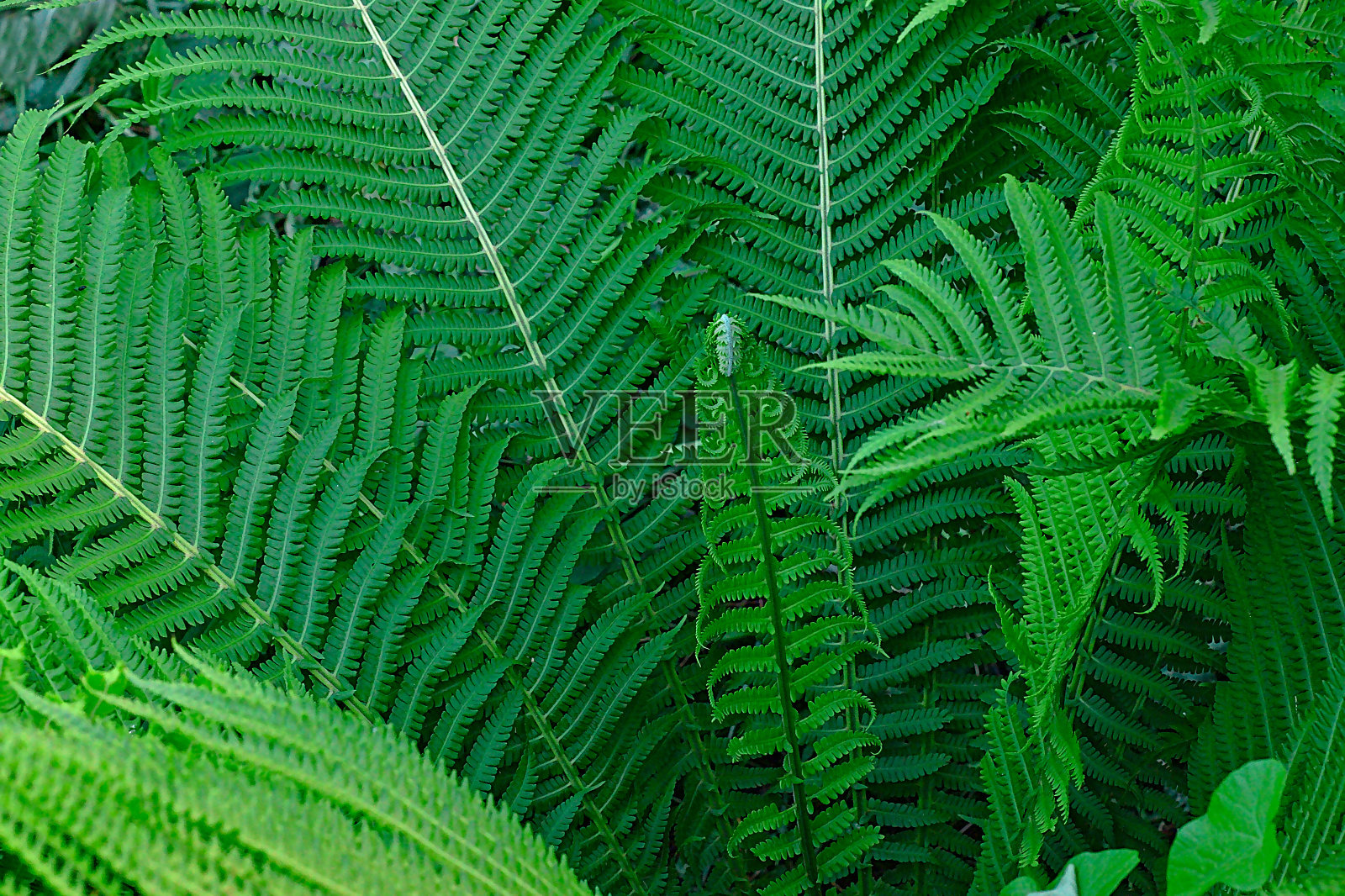 花园里的绿蕨叶照片摄影图片