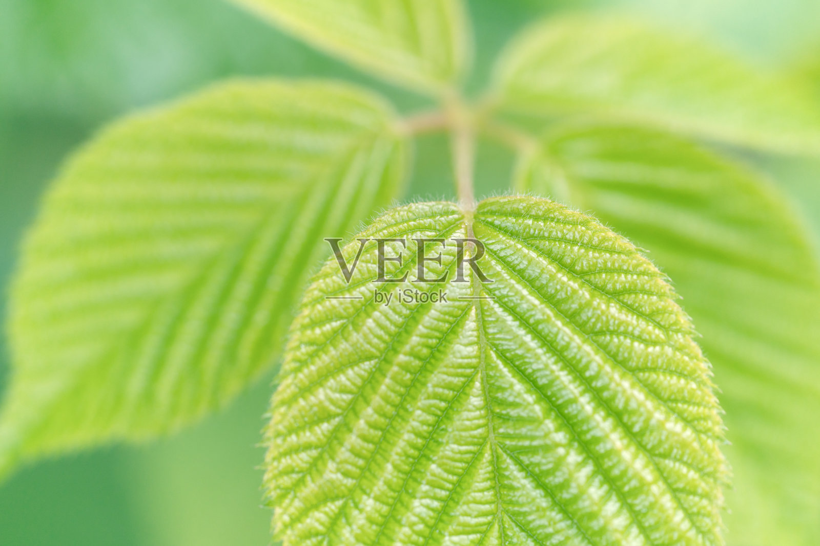 黑莓树的纹理，绿叶特写照片摄影图片