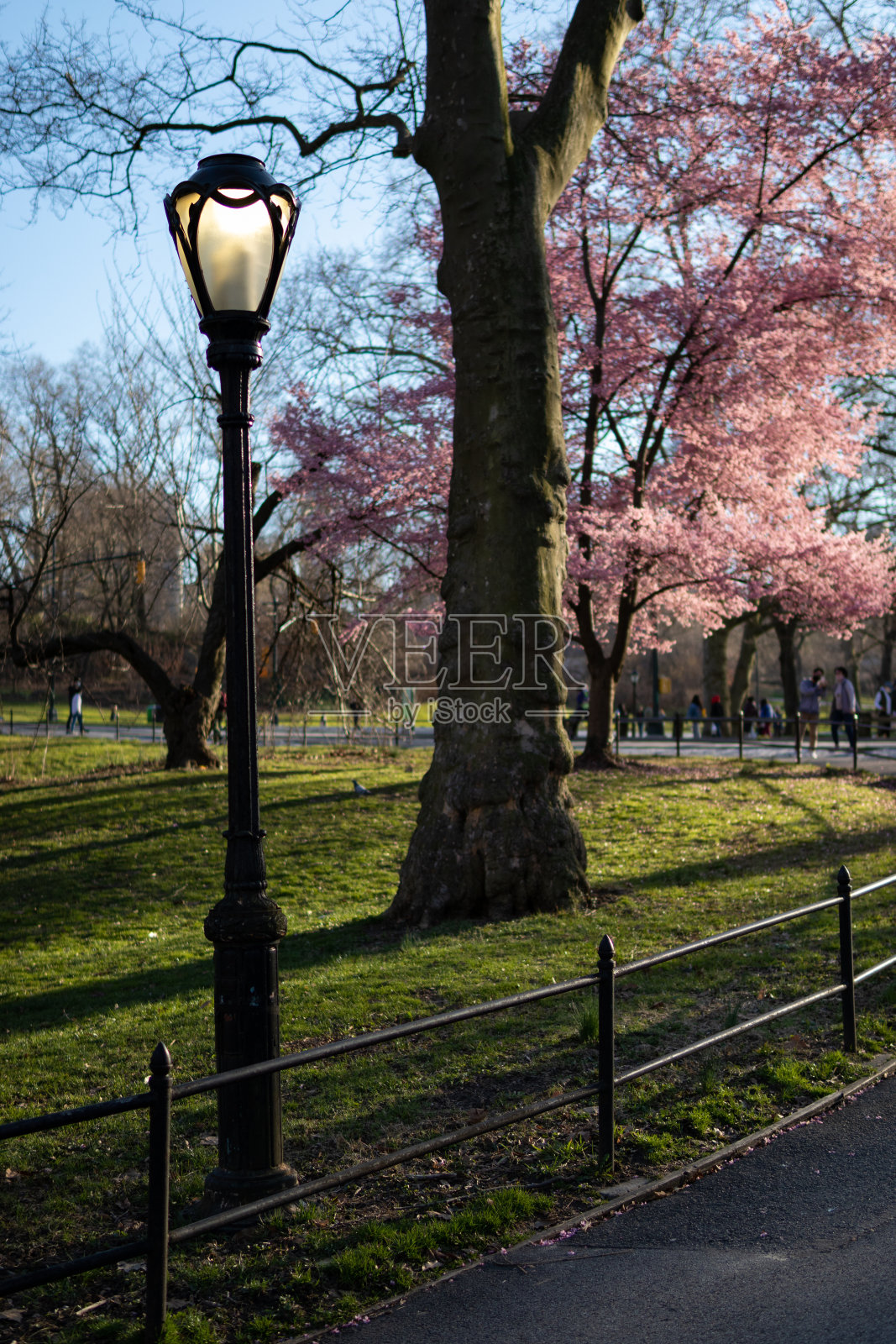 春天纽约中央公园的粉色樱花树街灯照片摄影图片