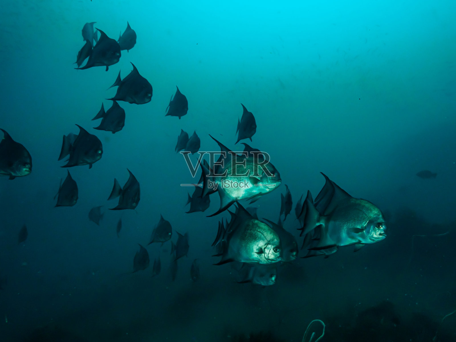 深海生态系统照片摄影图片