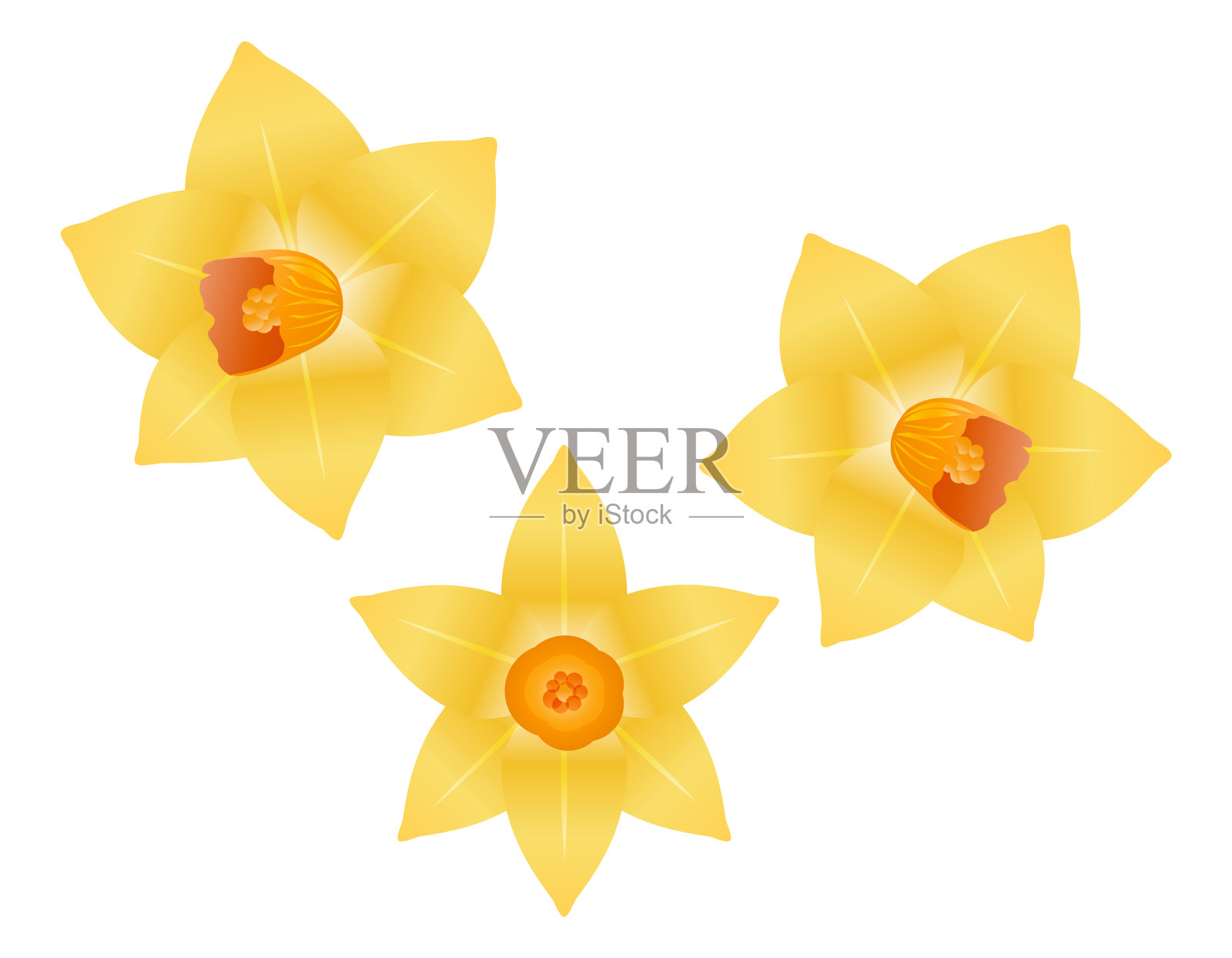黄水仙矢量插图。盛开的鲜花。水仙……插画图片素材