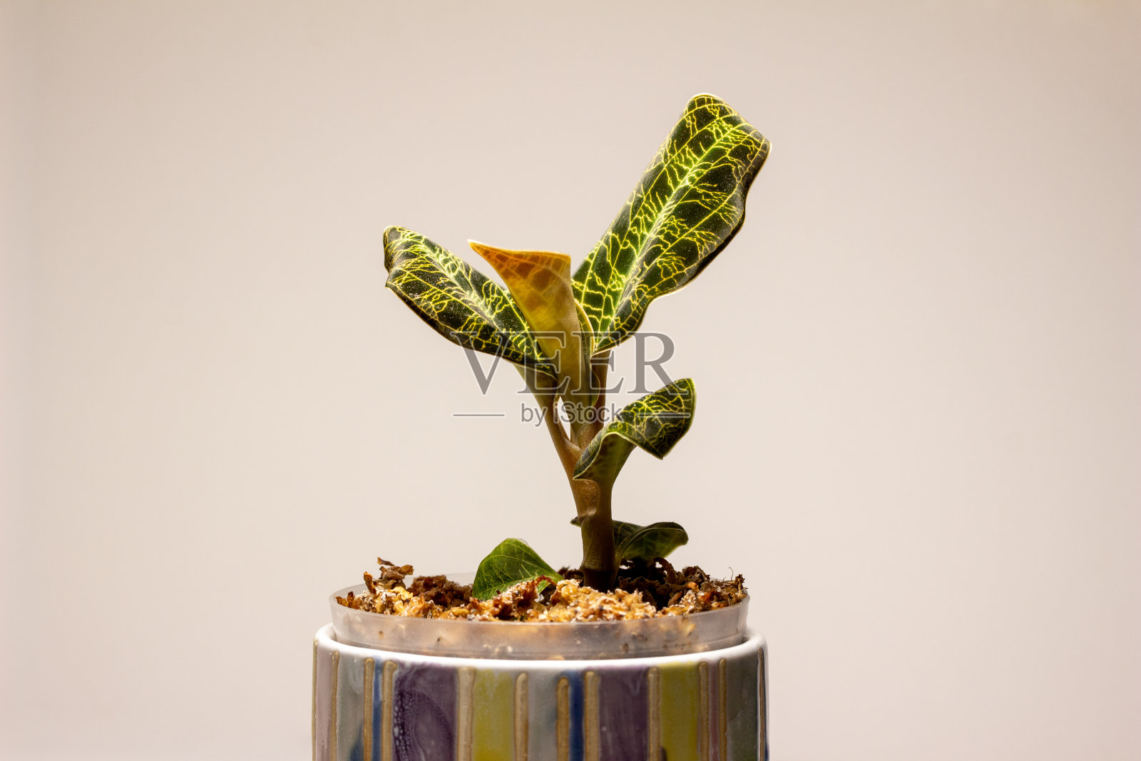 宝石兰花室内植物与金色叶脉的宏观视图照片摄影图片