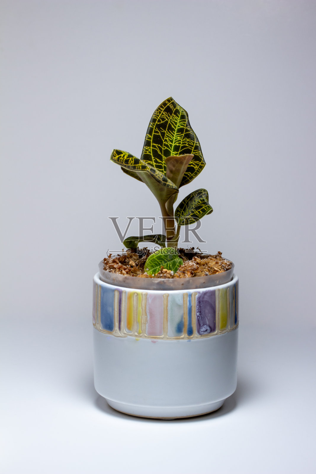 宝石兰花室内植物与金色叶脉的宏观视图照片摄影图片