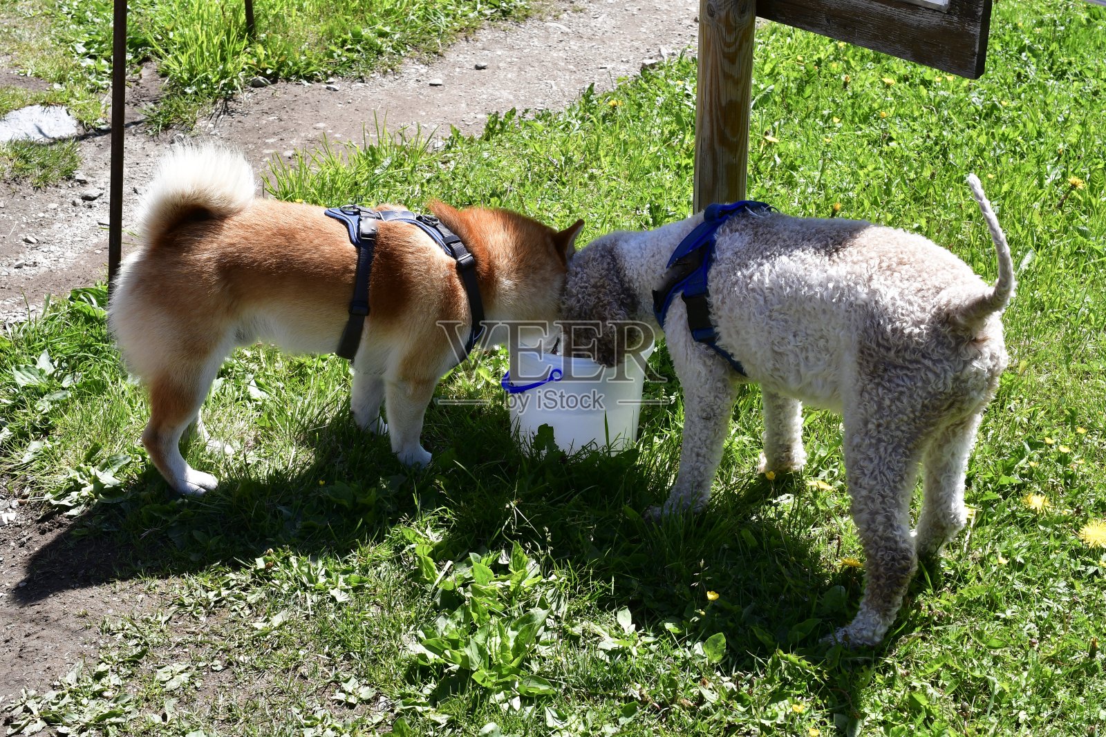 两只狗同饮一桶水照片摄影图片