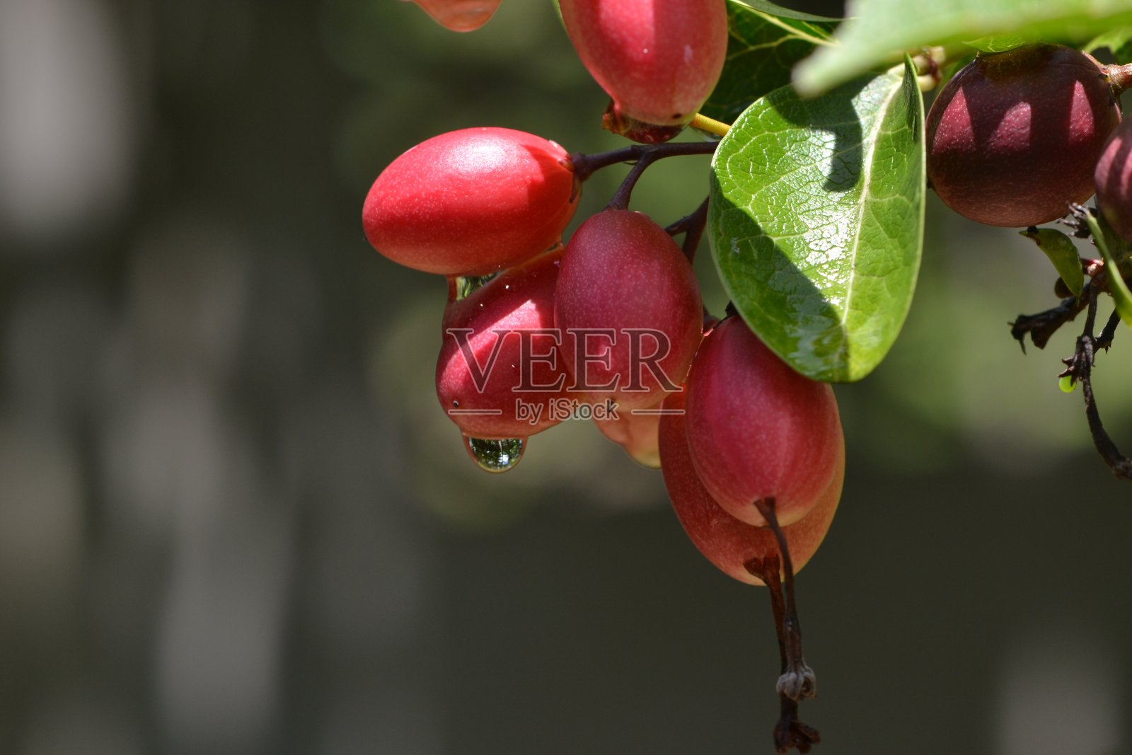 卡兰达或卡伦达照片摄影图片