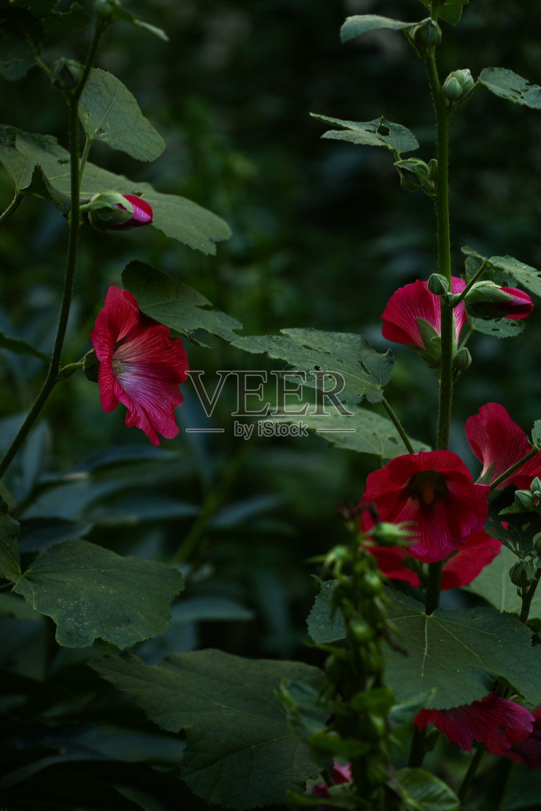 娇嫩的粉色花园花朵，模糊抽象的柔焦点照片摄影图片
