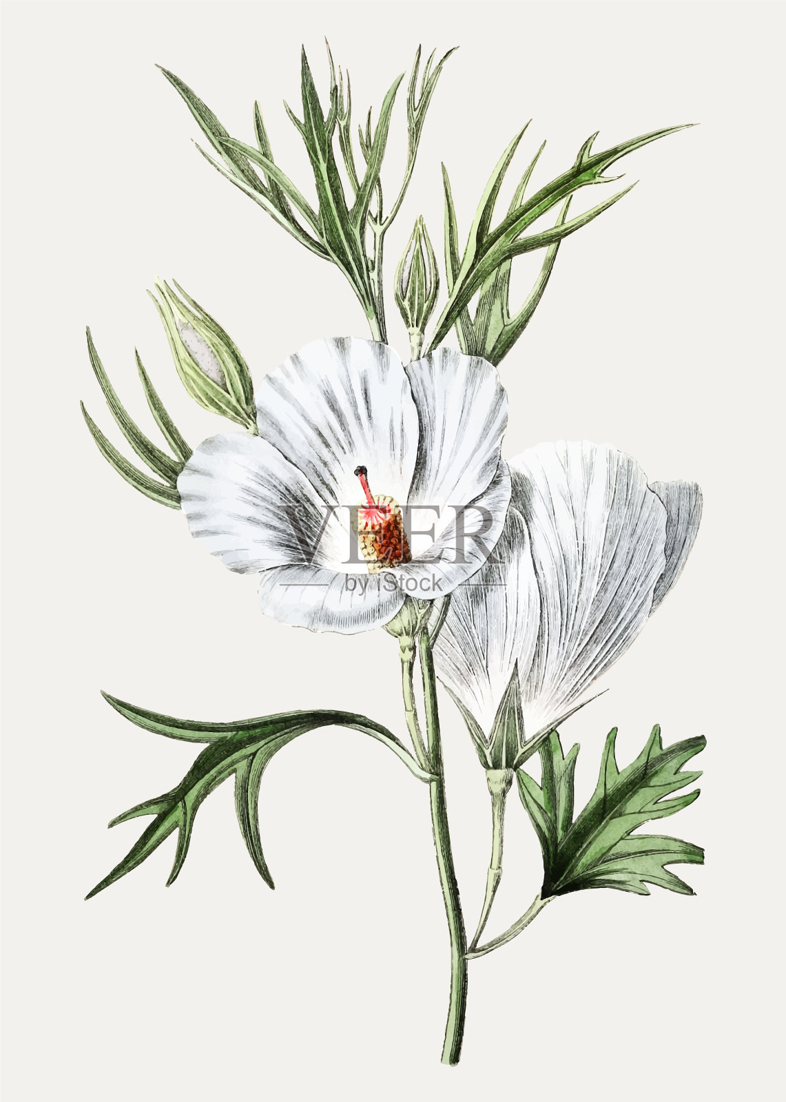 蓝芙蓉插画图片素材