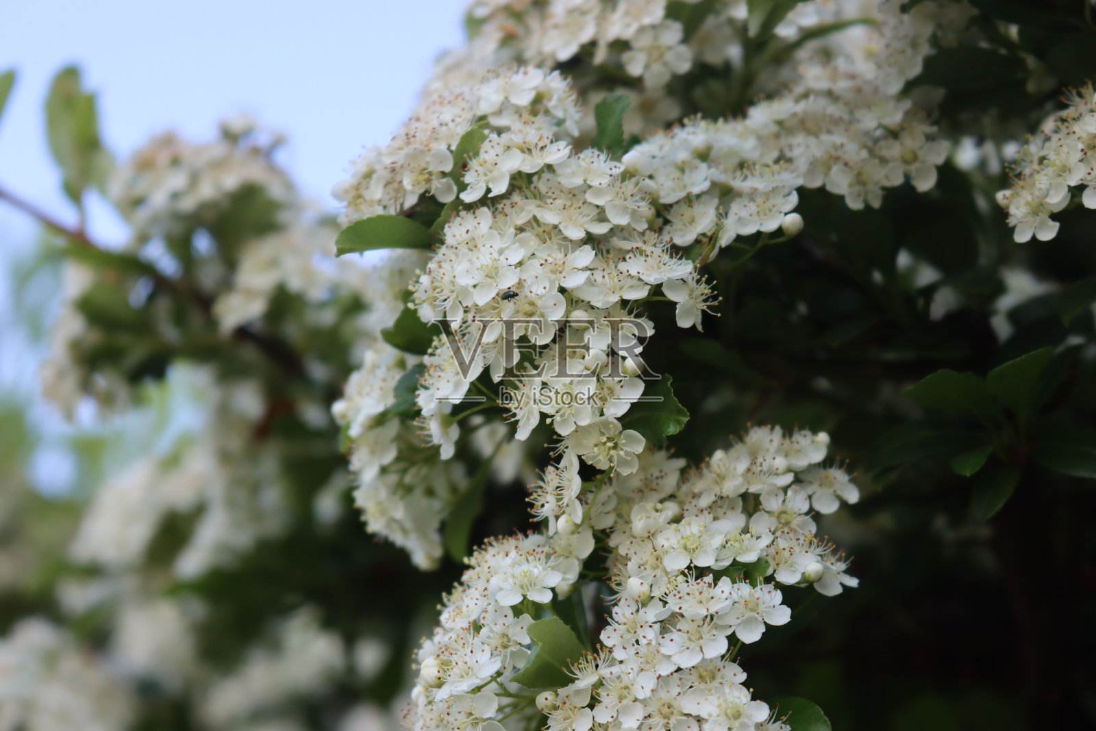 火棘灌木的特写，有许多白色的小花照片摄影图片