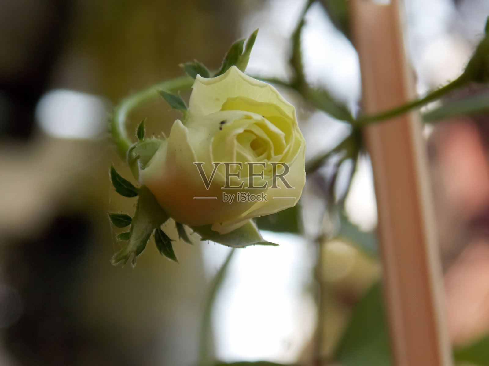 白玫瑰花蕾照片摄影图片