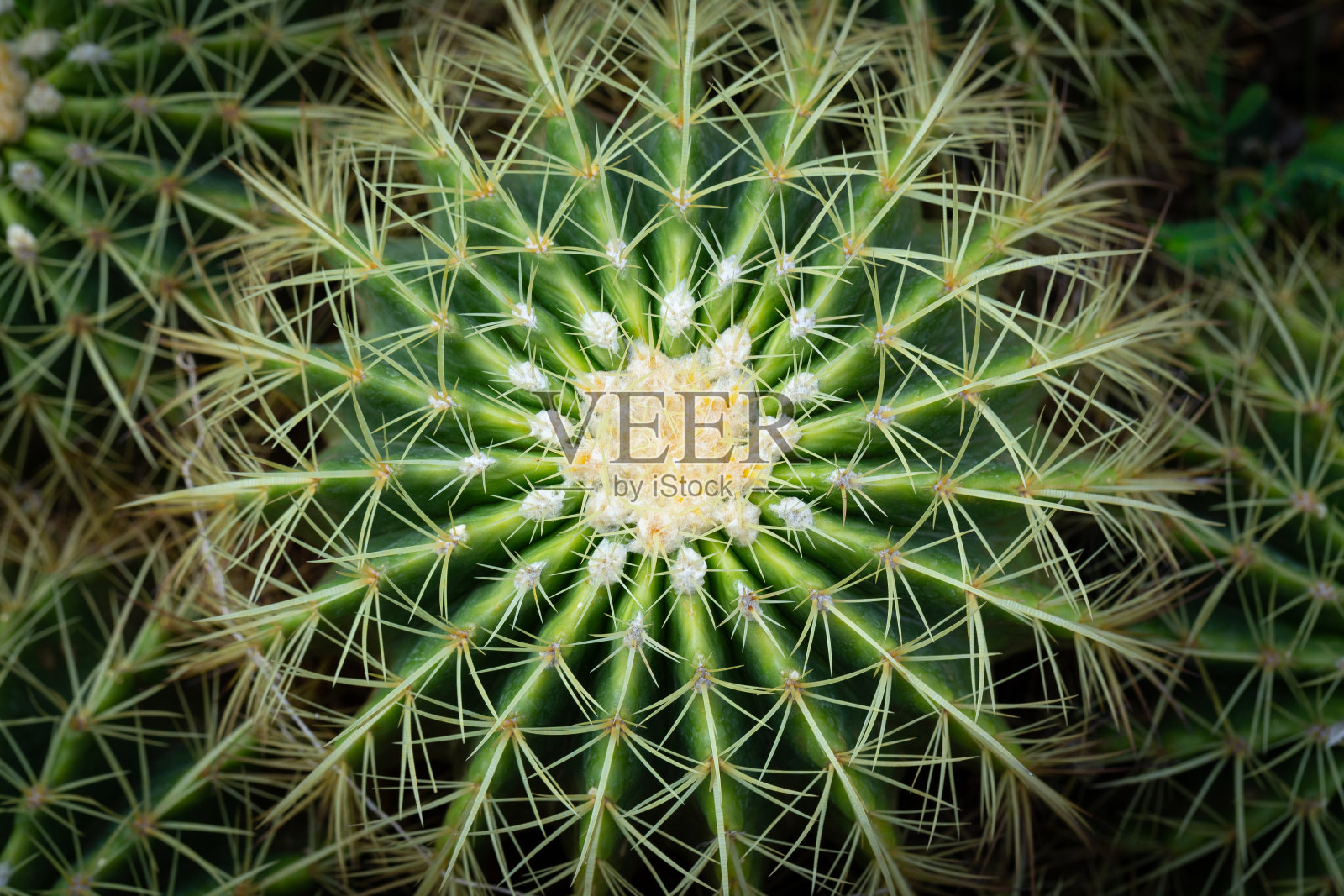 马氏乳孢属是仙人掌科最大的属之一。照片摄影图片