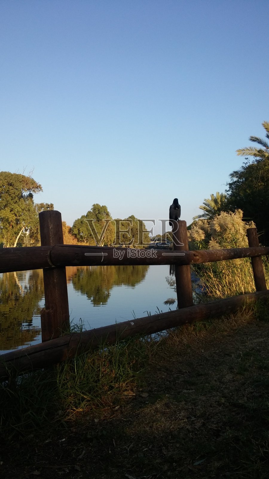 水与树木的美丽倒影，有鸟照片摄影图片