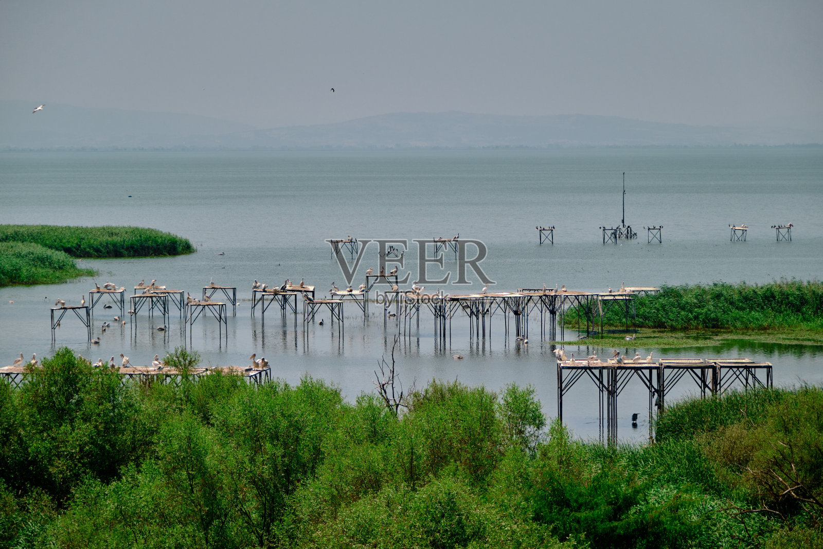 班迪玛鸟天堂和许多鹈鹕照片摄影图片