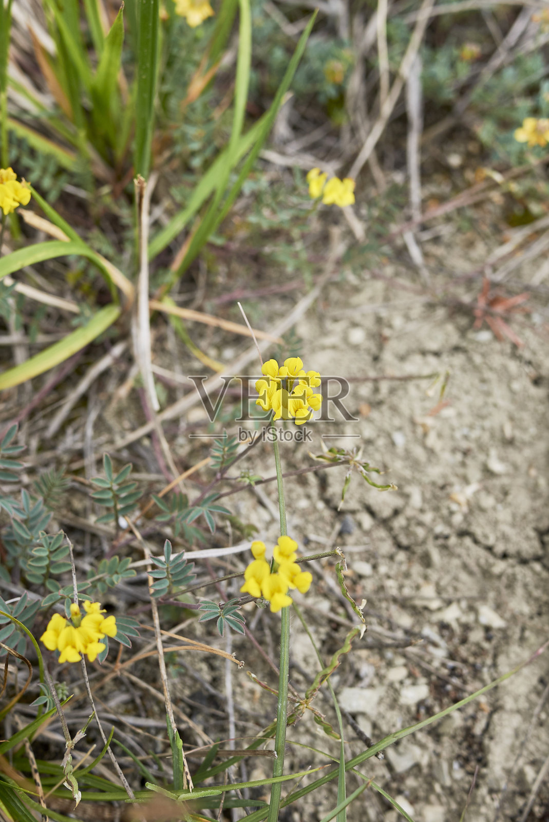 盛开的河马照片摄影图片