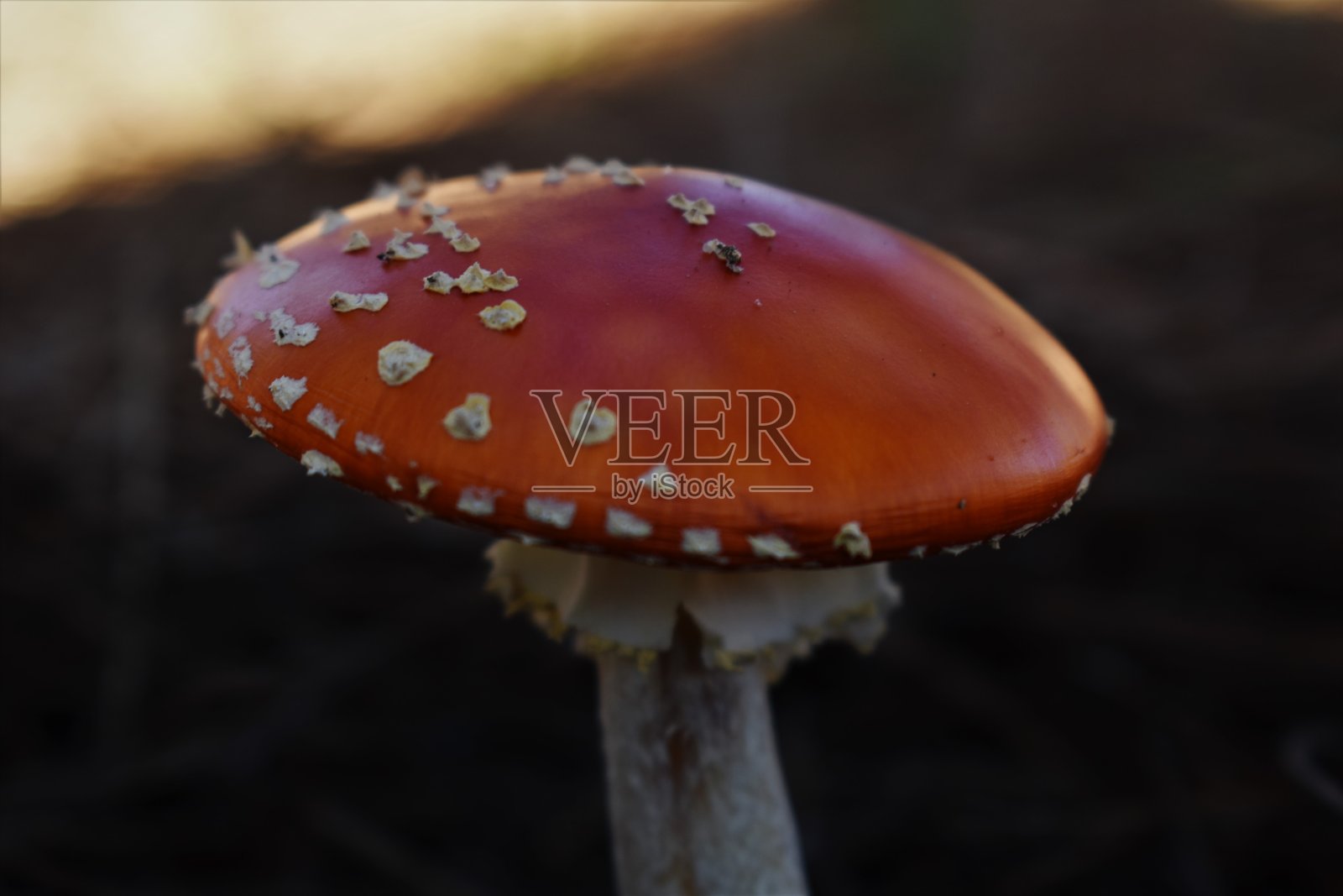 鹅膏蝇木耳照片摄影图片