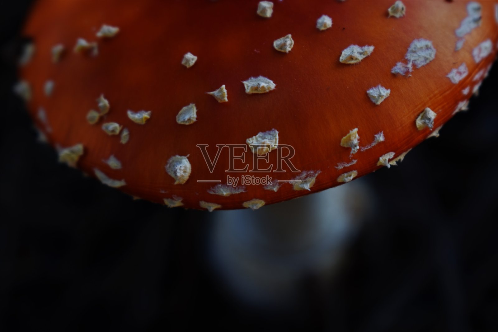 鹅膏蝇木耳照片摄影图片