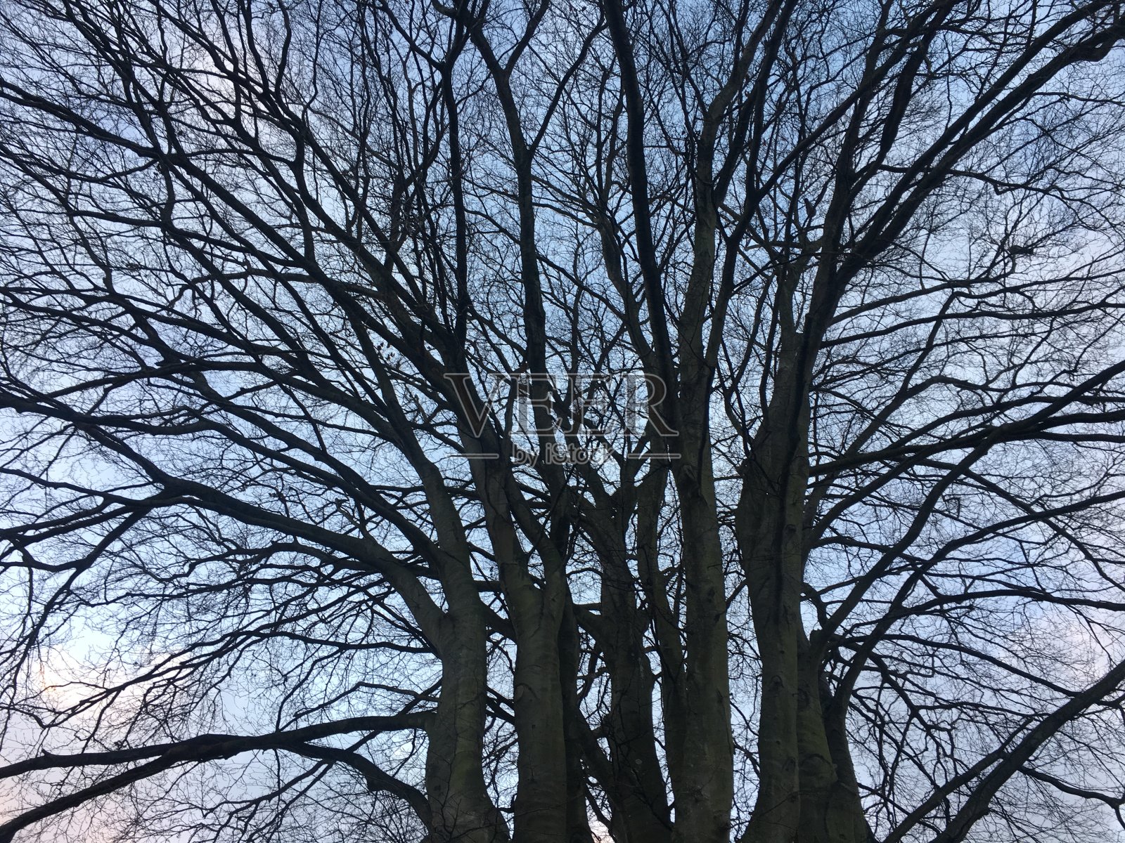 铜山毛榉树冠照片摄影图片