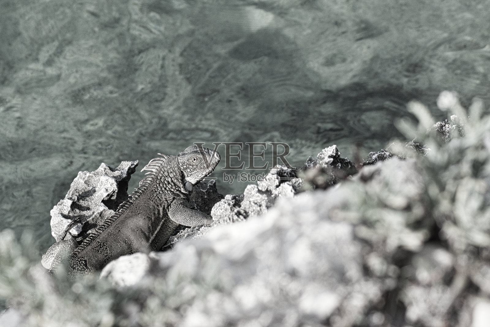 绿鬣蜥照片摄影图片