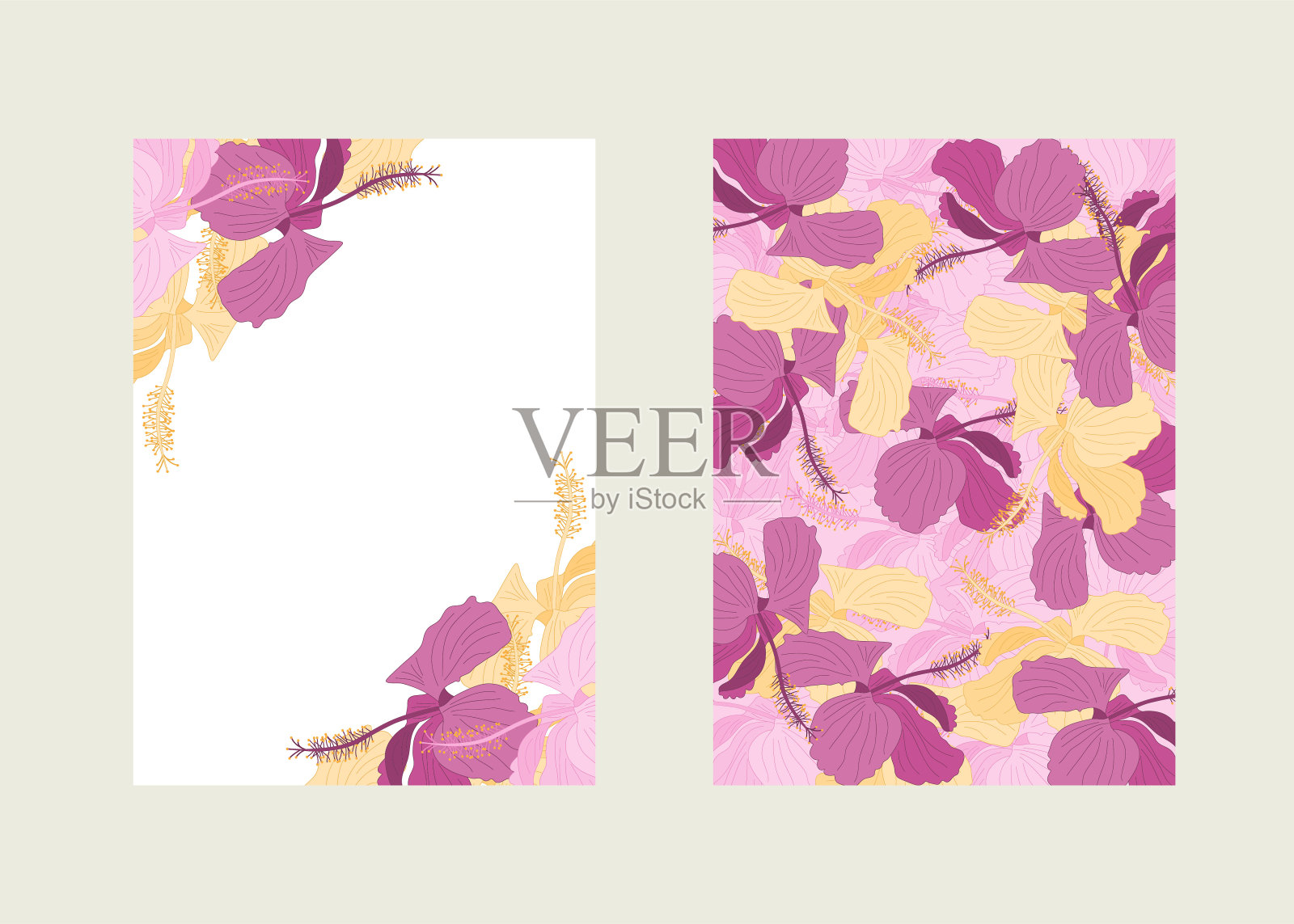 芙蓉花插画图片素材