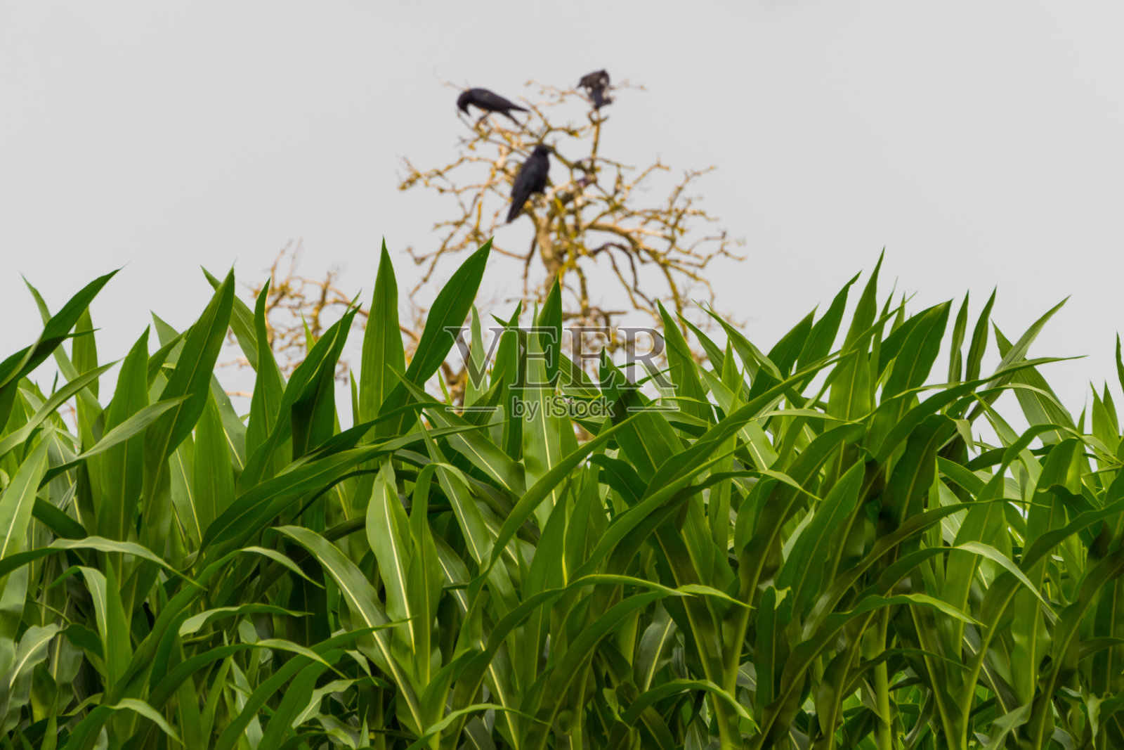 玉米茎，乌鸦在后面的树上照片摄影图片