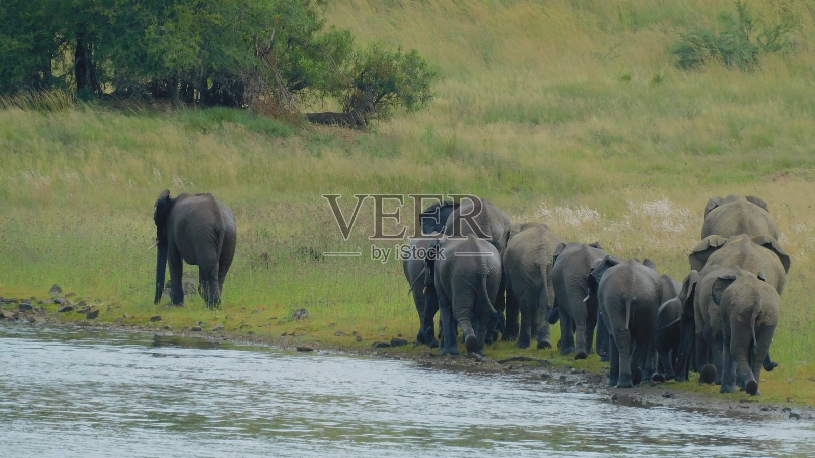大象照片摄影图片