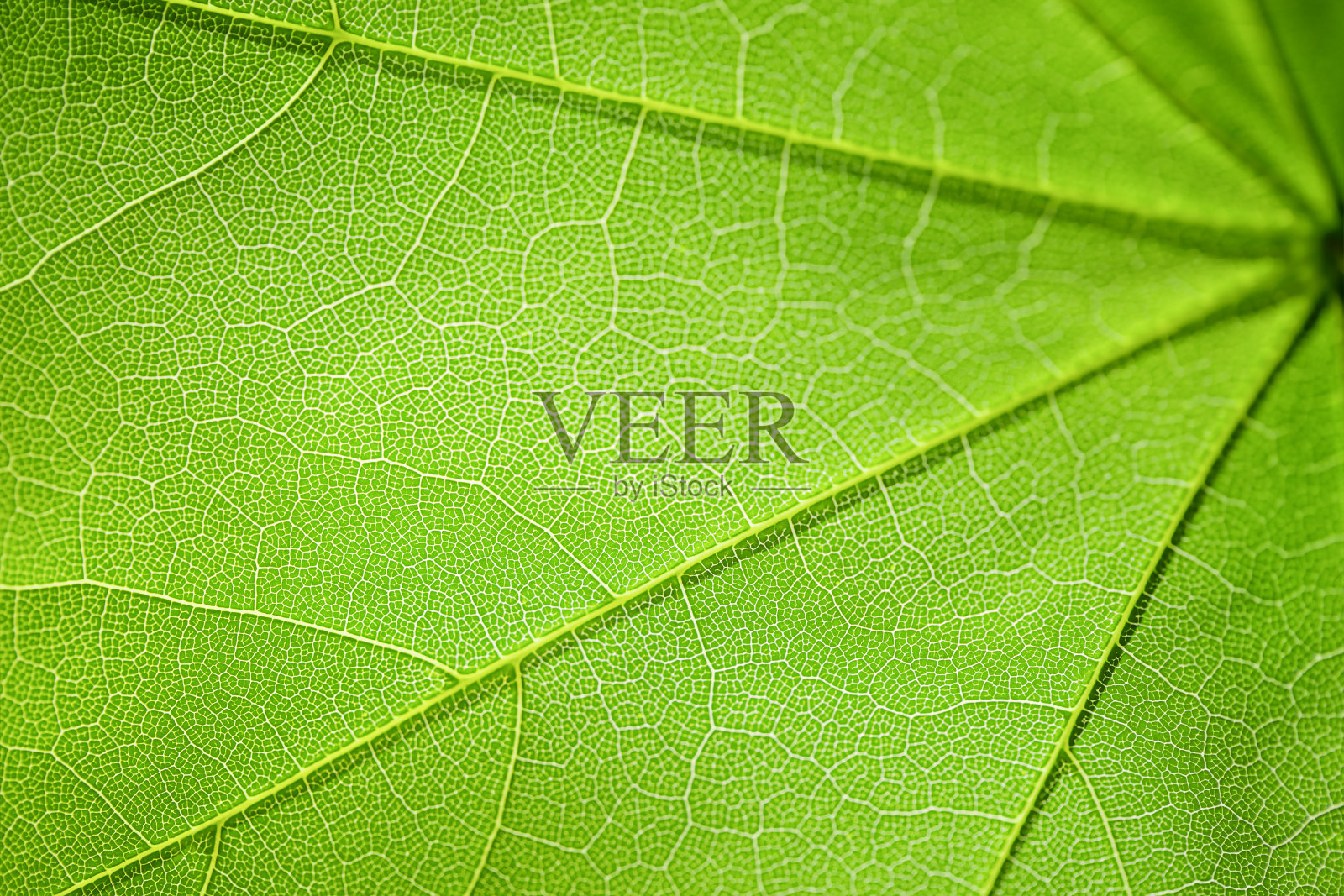 枫叶照片摄影图片