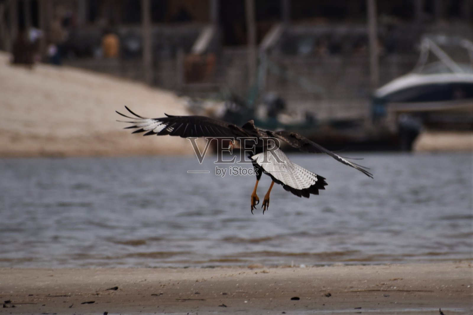 卡拉卡拉普朗克斯降落在海滩上的猛禽照片摄影图片