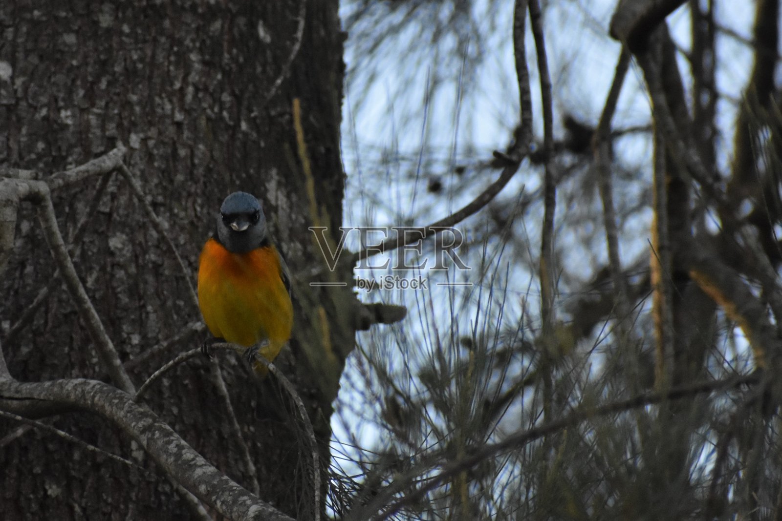 波纳瑞氏Rauenia bonariensis站在树枝上看着摄像机照片摄影图片