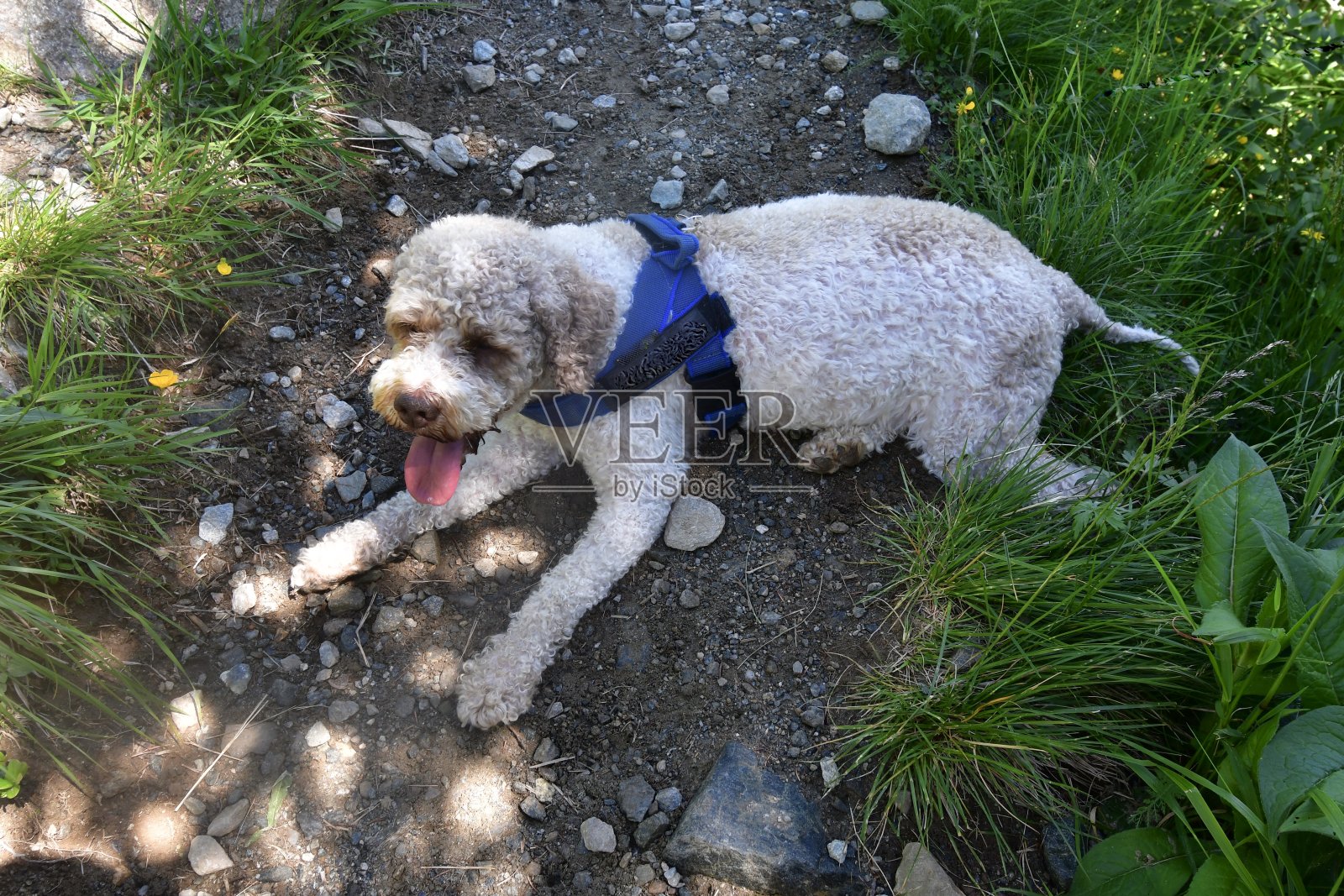 斯图拜山谷的一只拉托·罗马诺洛狗照片摄影图片