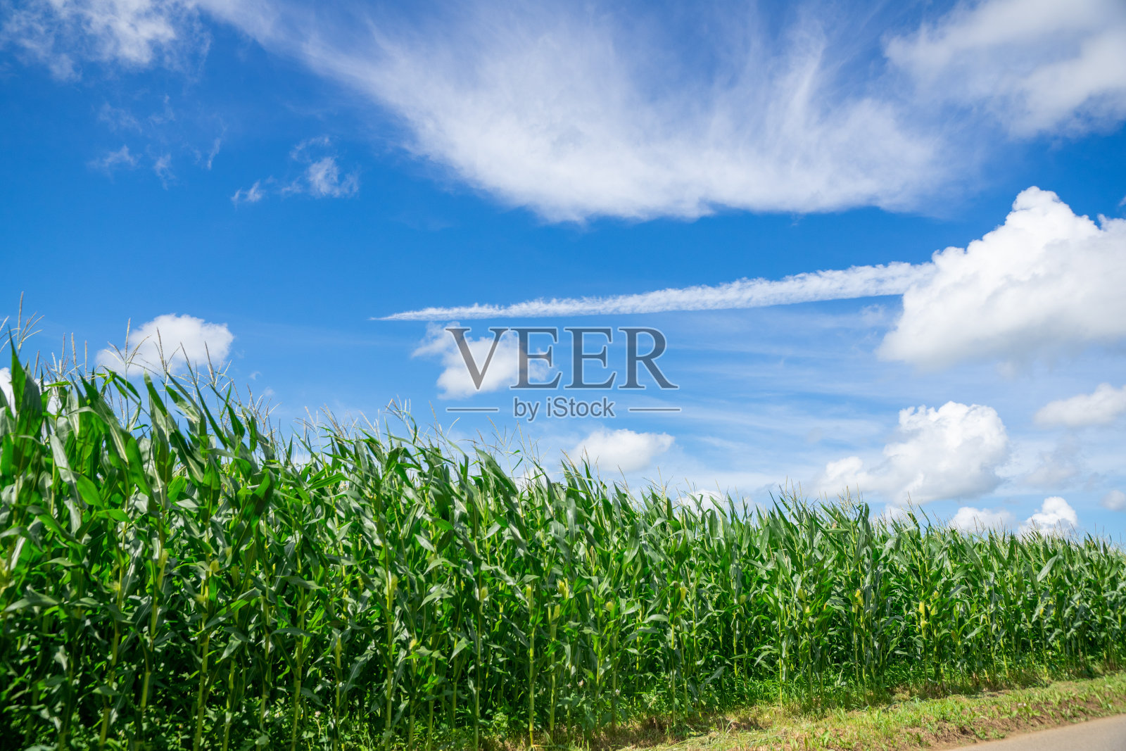 玉米地和蓝天照片摄影图片