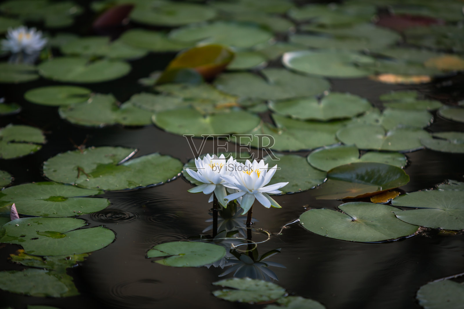 睡莲照片摄影图片