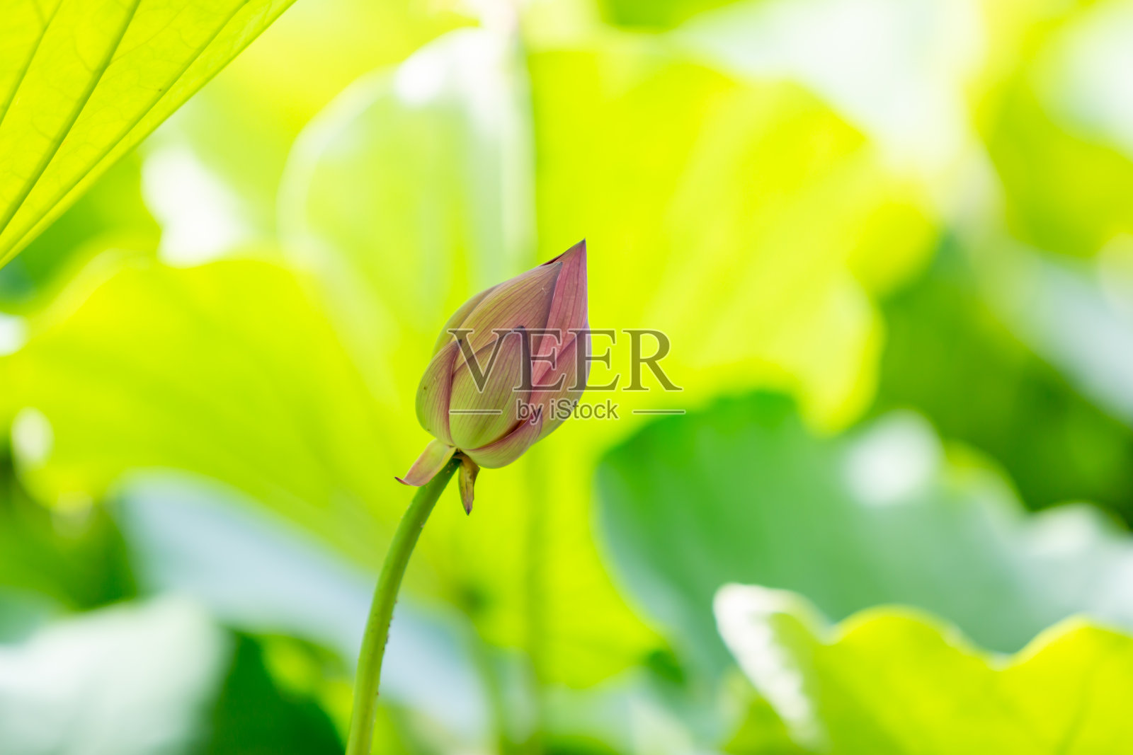 莲花照片摄影图片
