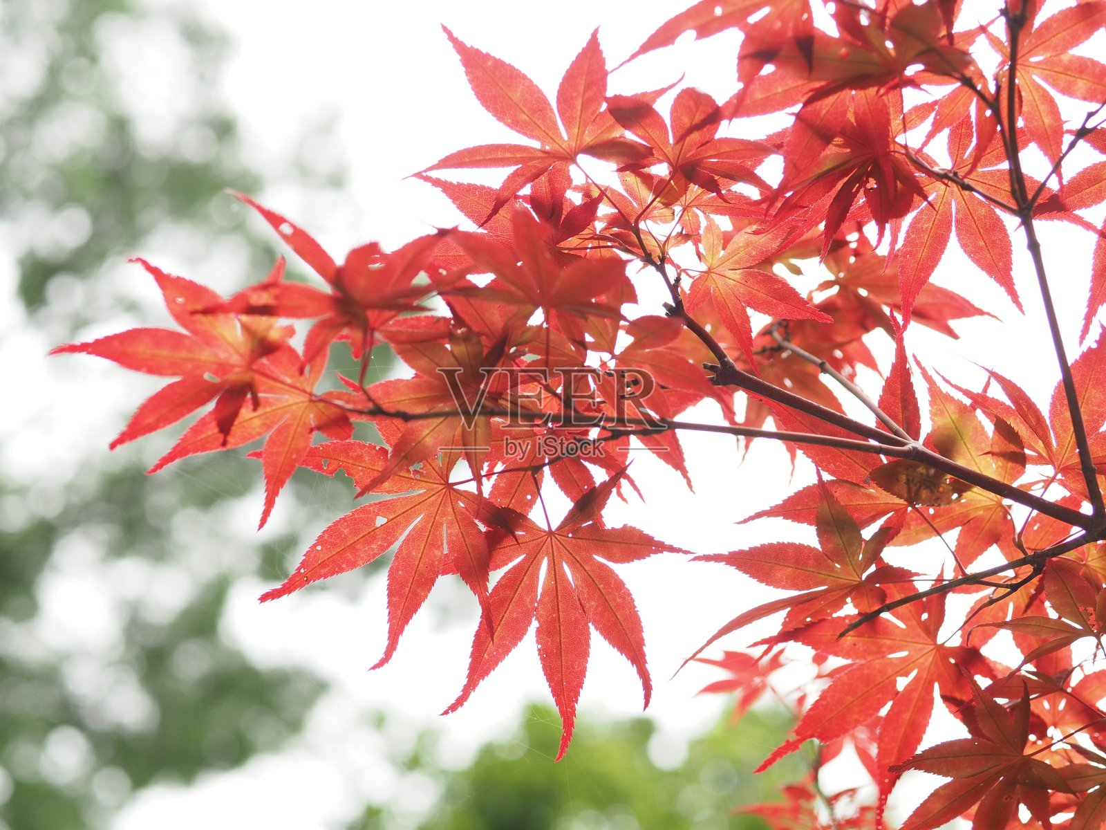初夏枫照片摄影图片