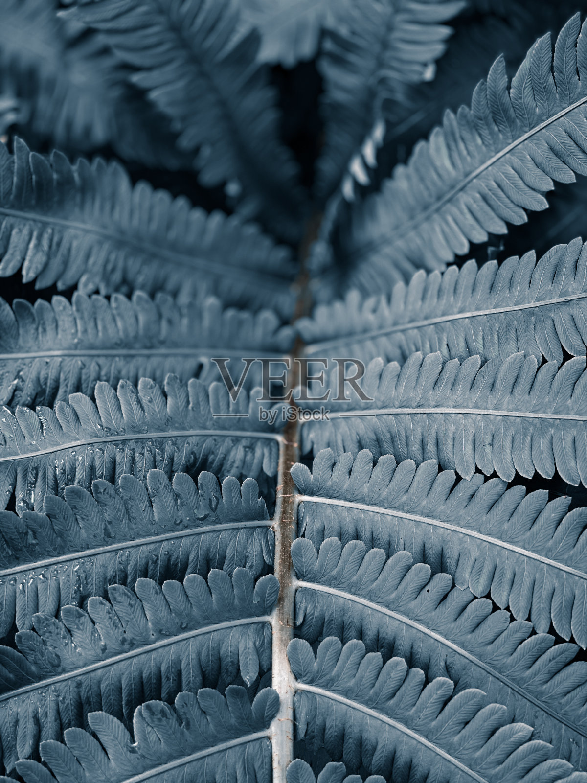 蕨类植物的叶子照片摄影图片