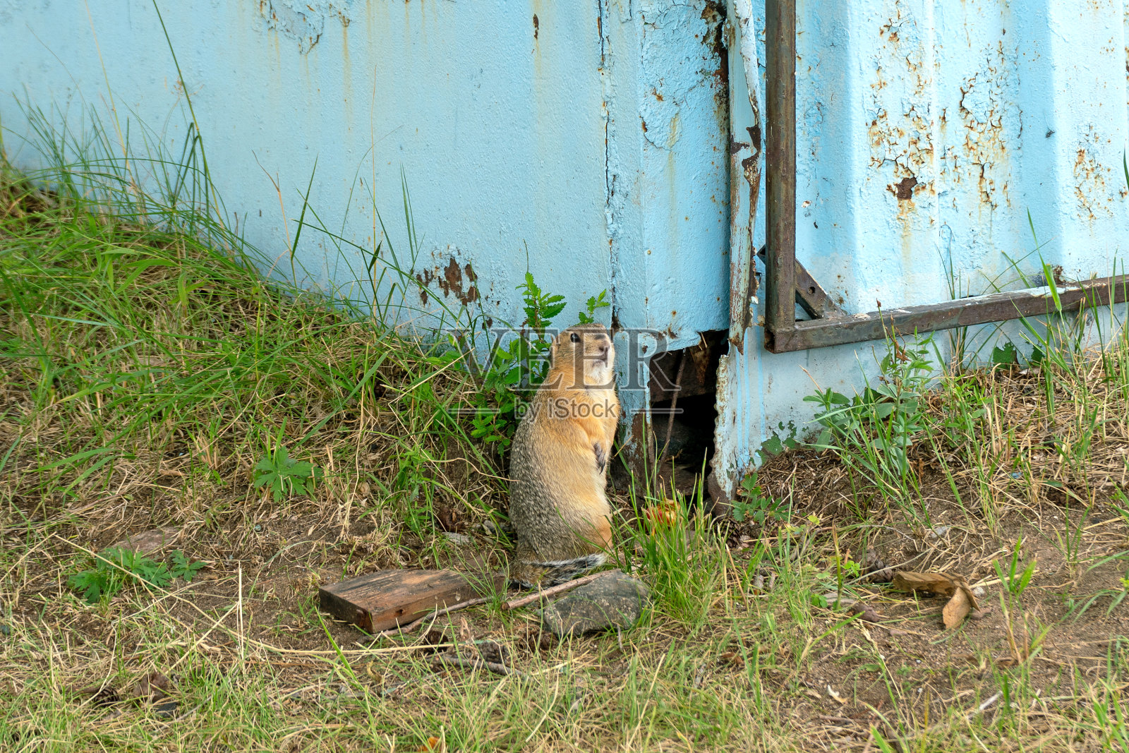 近距离观察地鼠的洞穴。住在车库里照片摄影图片