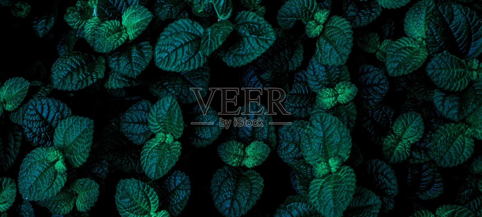 特写热带绿叶背景照片摄影图片