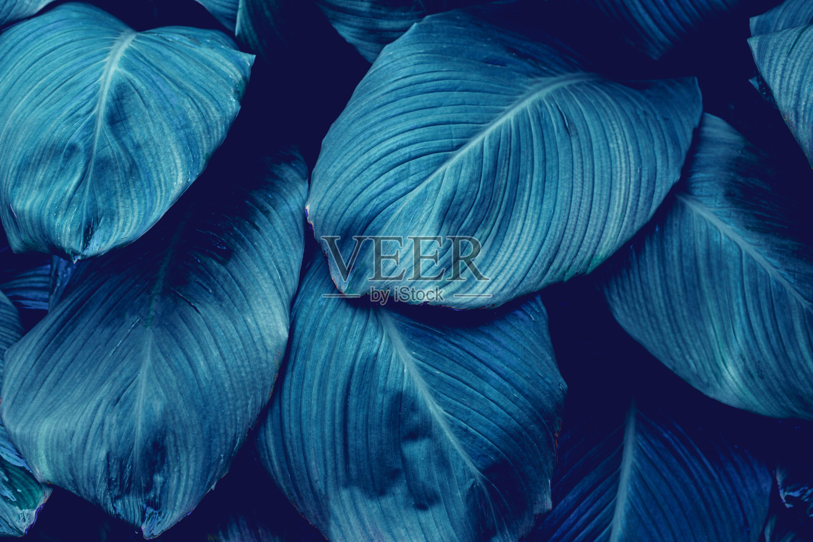 绿叶背景的特写自然视图照片摄影图片