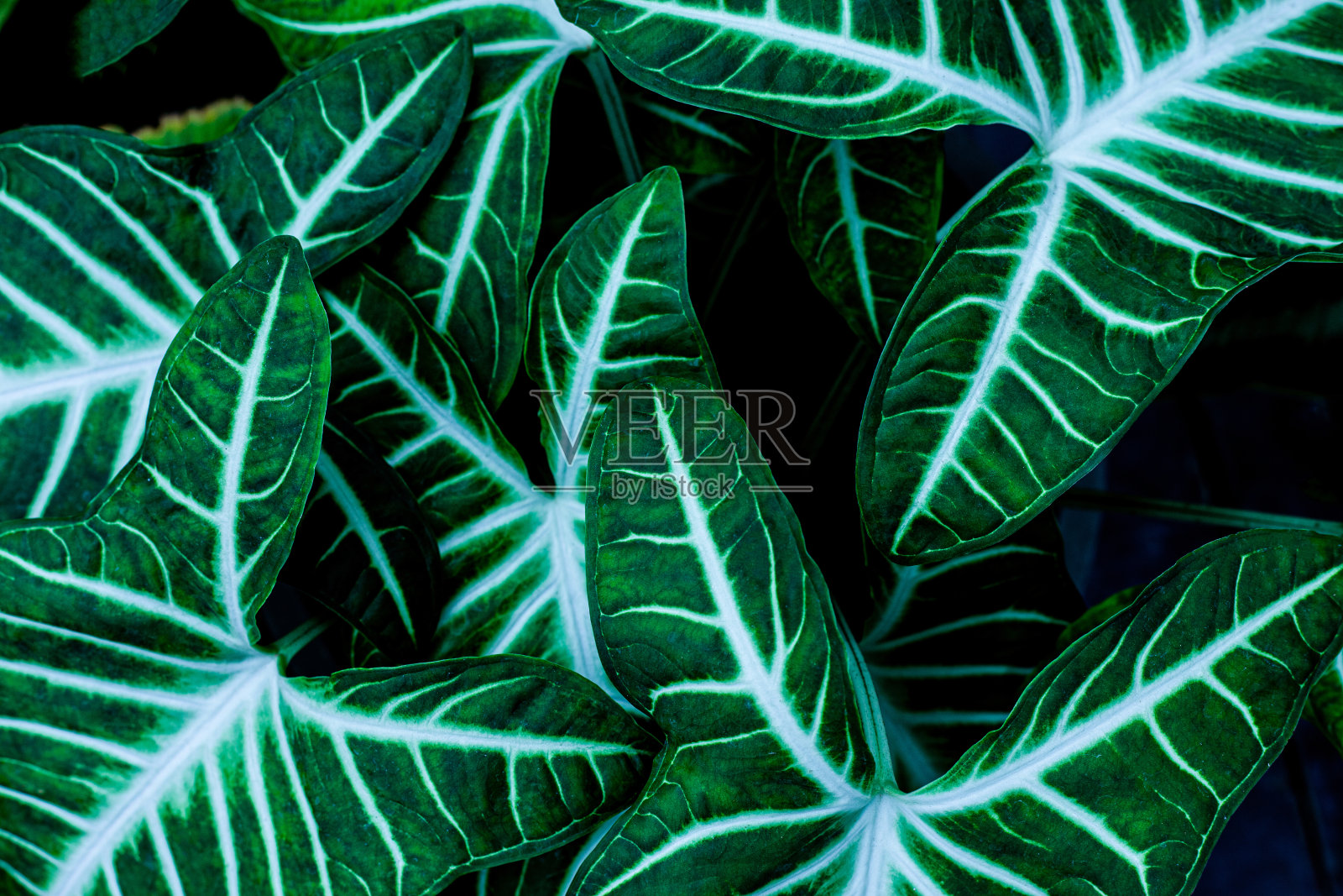 特写热带树叶的背景自然视图照片摄影图片