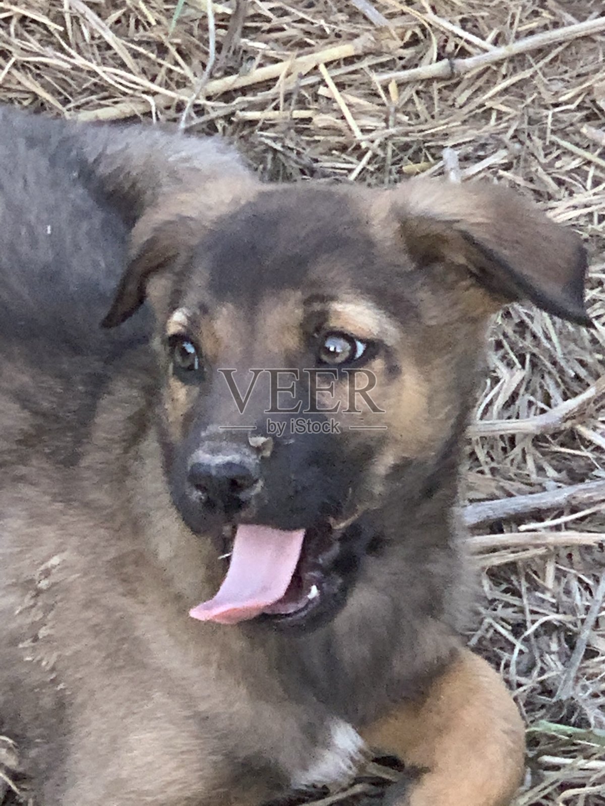 可爱的小狗照片摄影图片