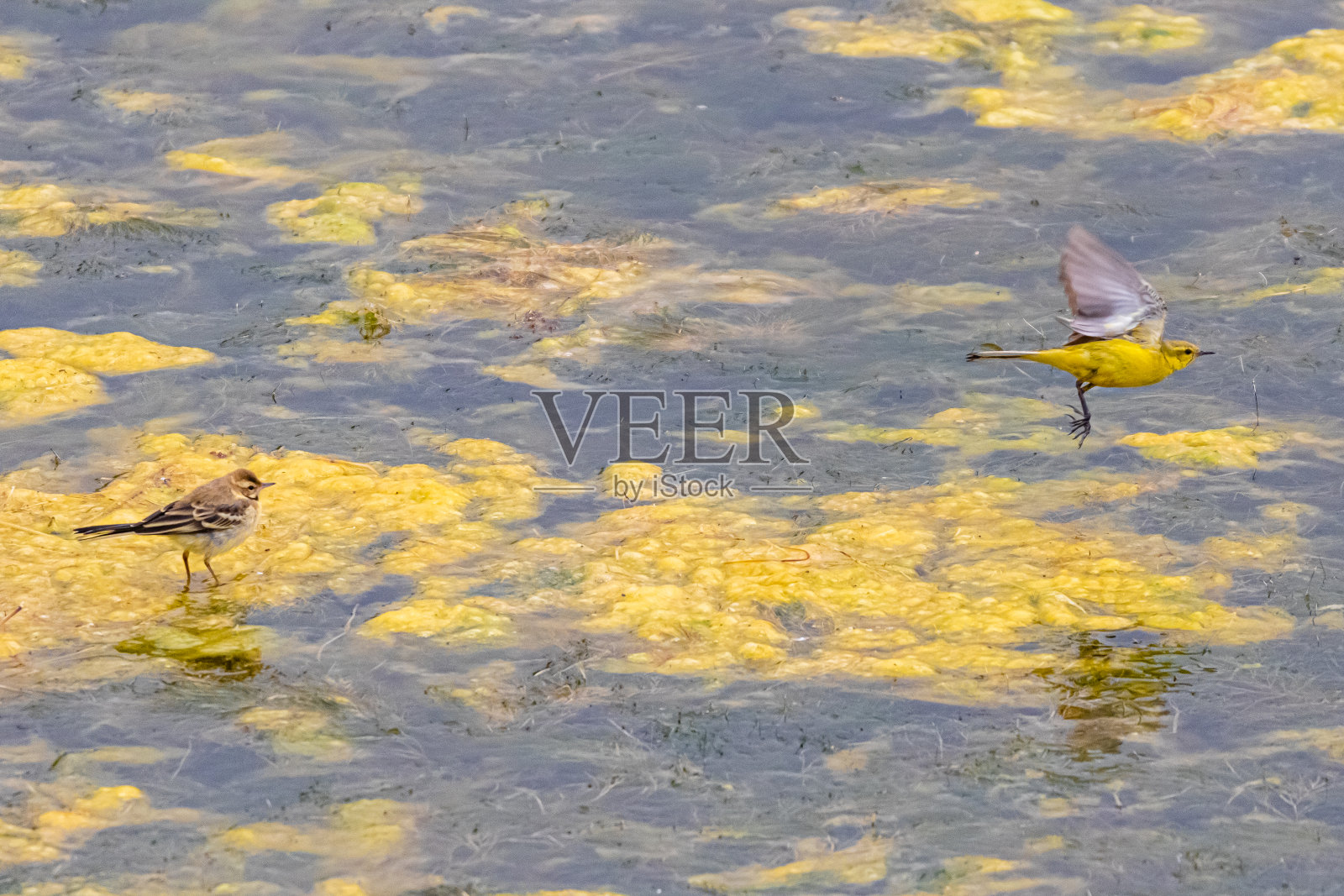 在布列塔尼拍摄的柠檬喉叶莺特写照片摄影图片