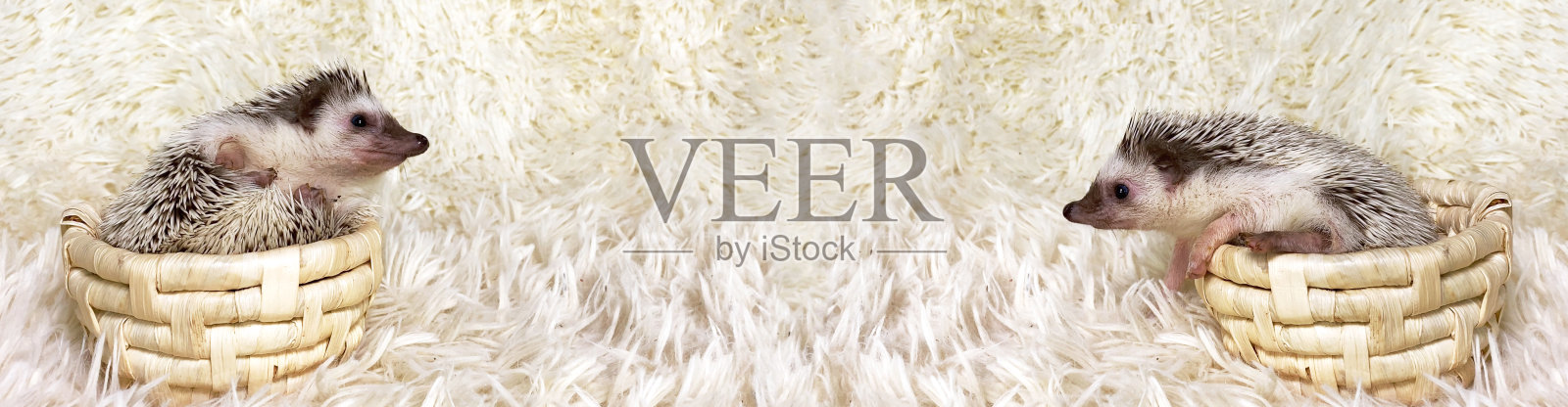 篮子里的非洲侏儒刺猬。白色的皮毛背景。副本的空间。照片摄影图片